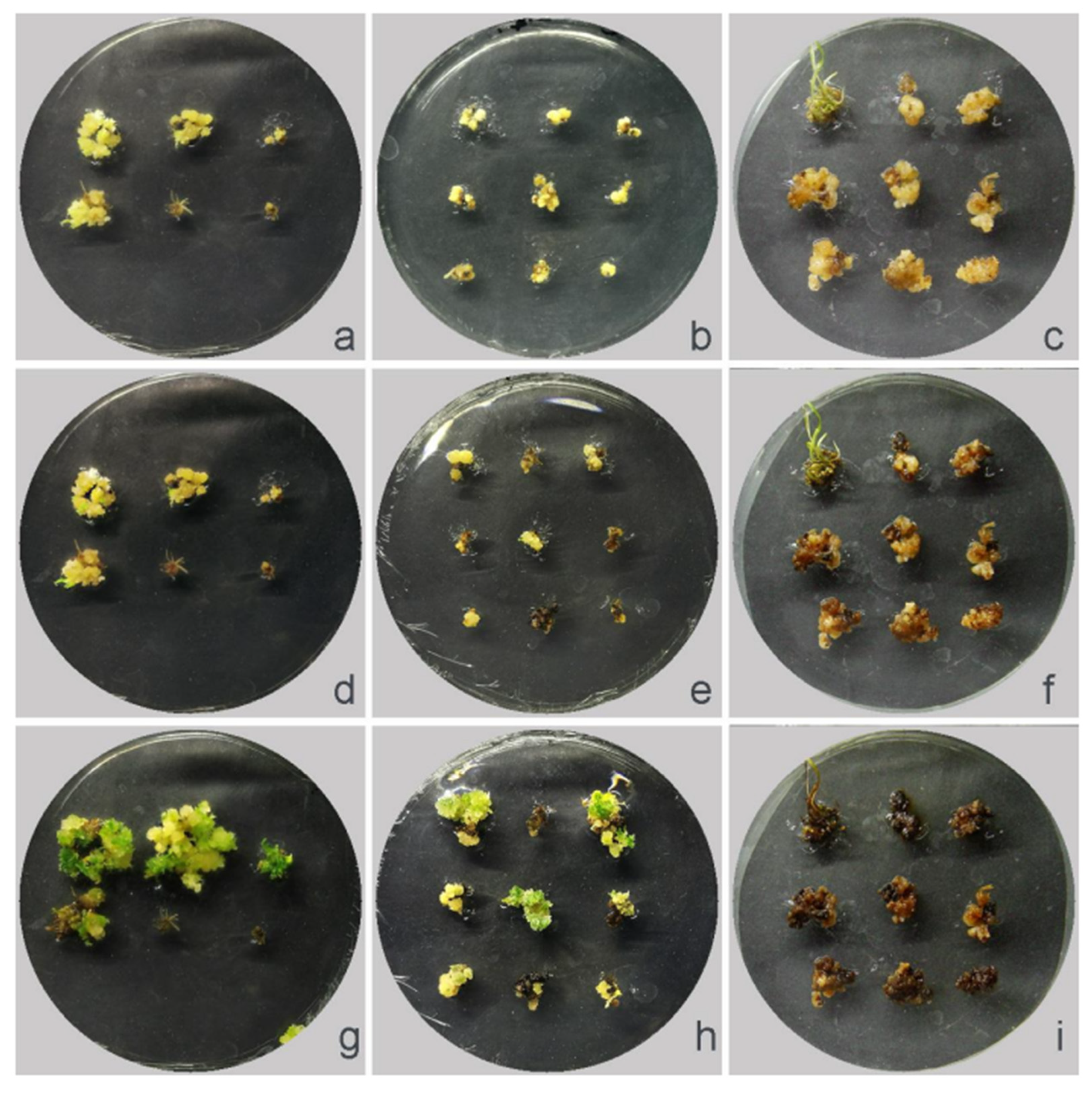 Plants 12 03001 g008