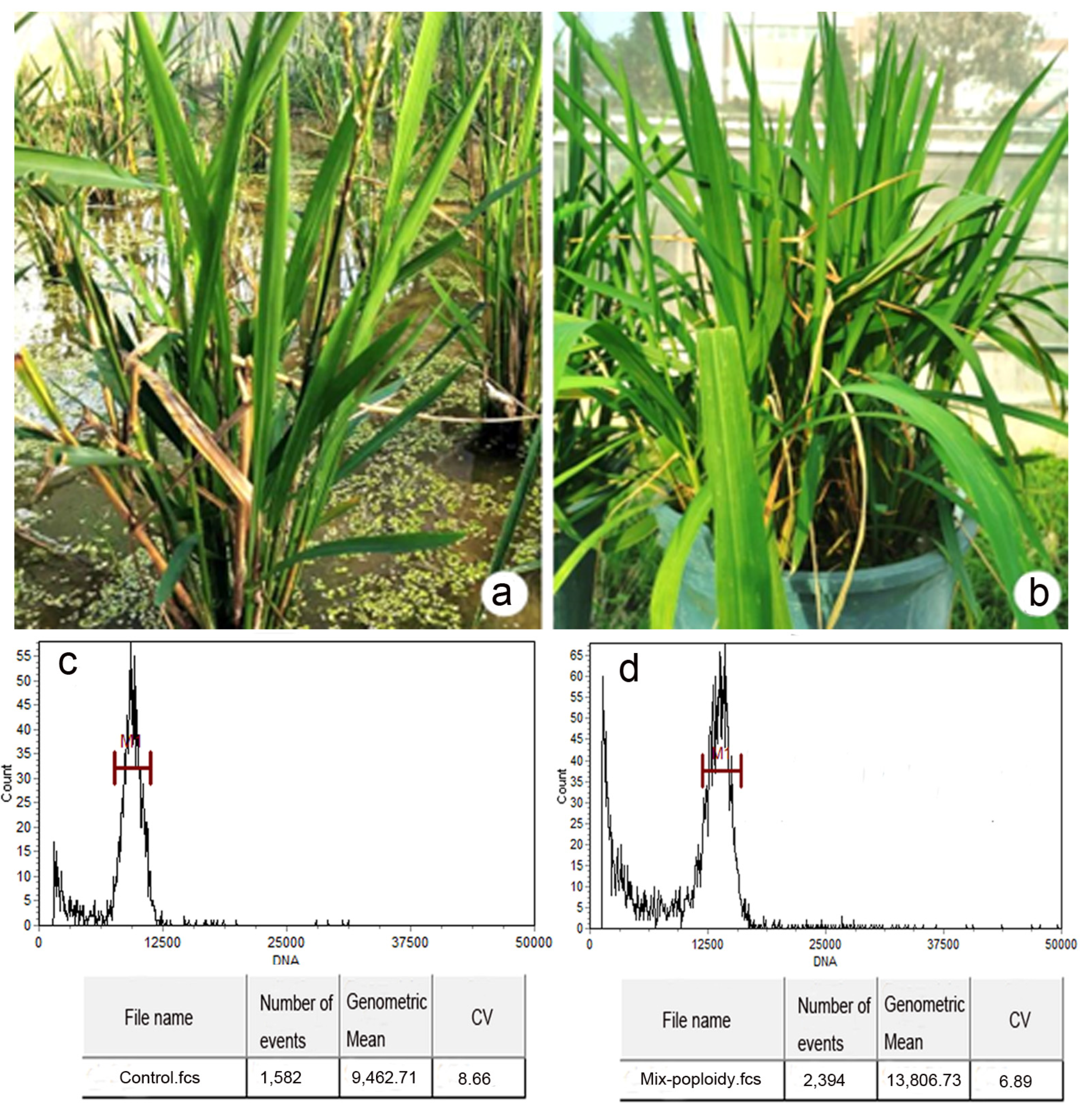 Plants 12 03001 g010