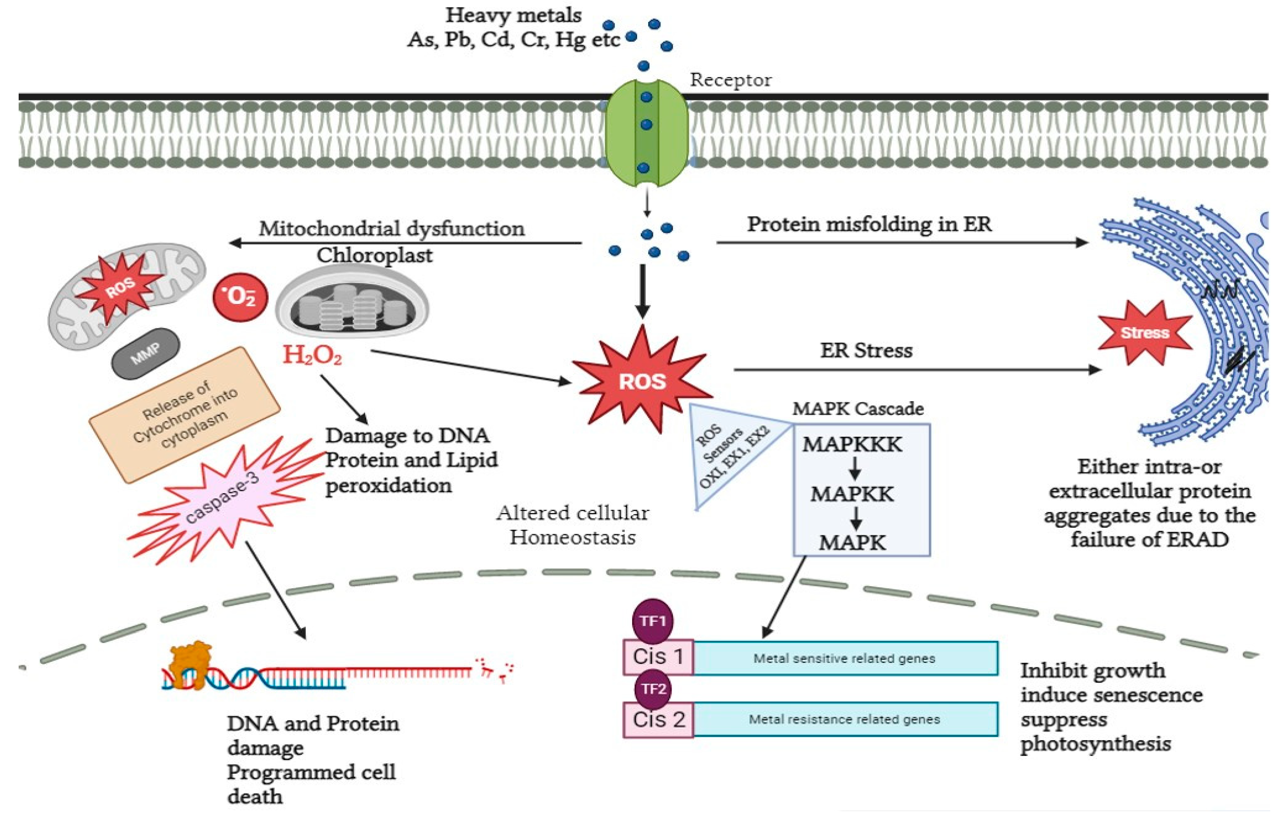 Plants 12 03003 g002 Plants 12 03003 g002