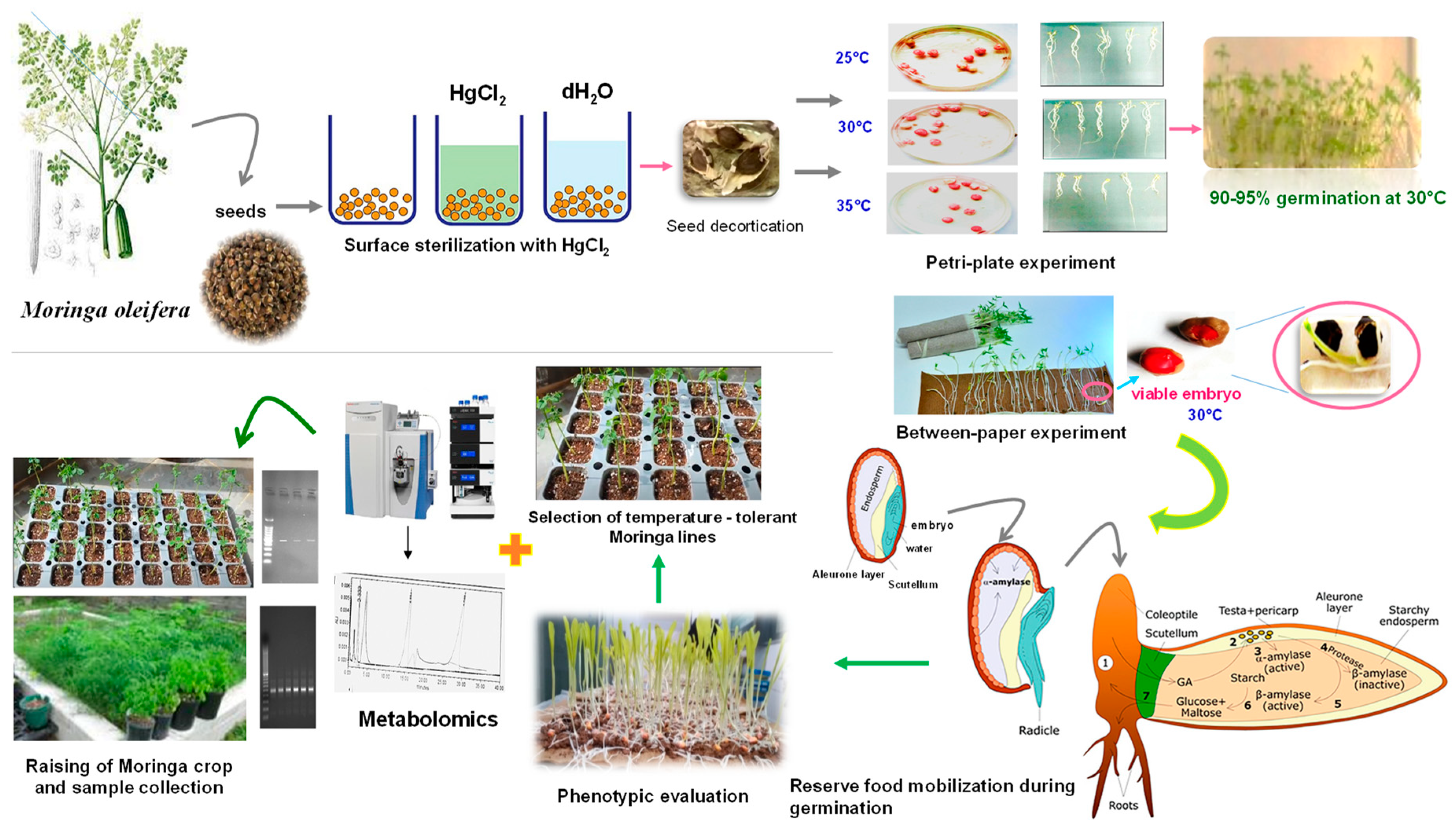 Plants 12 03010 g008 Plants 12 03010 g008