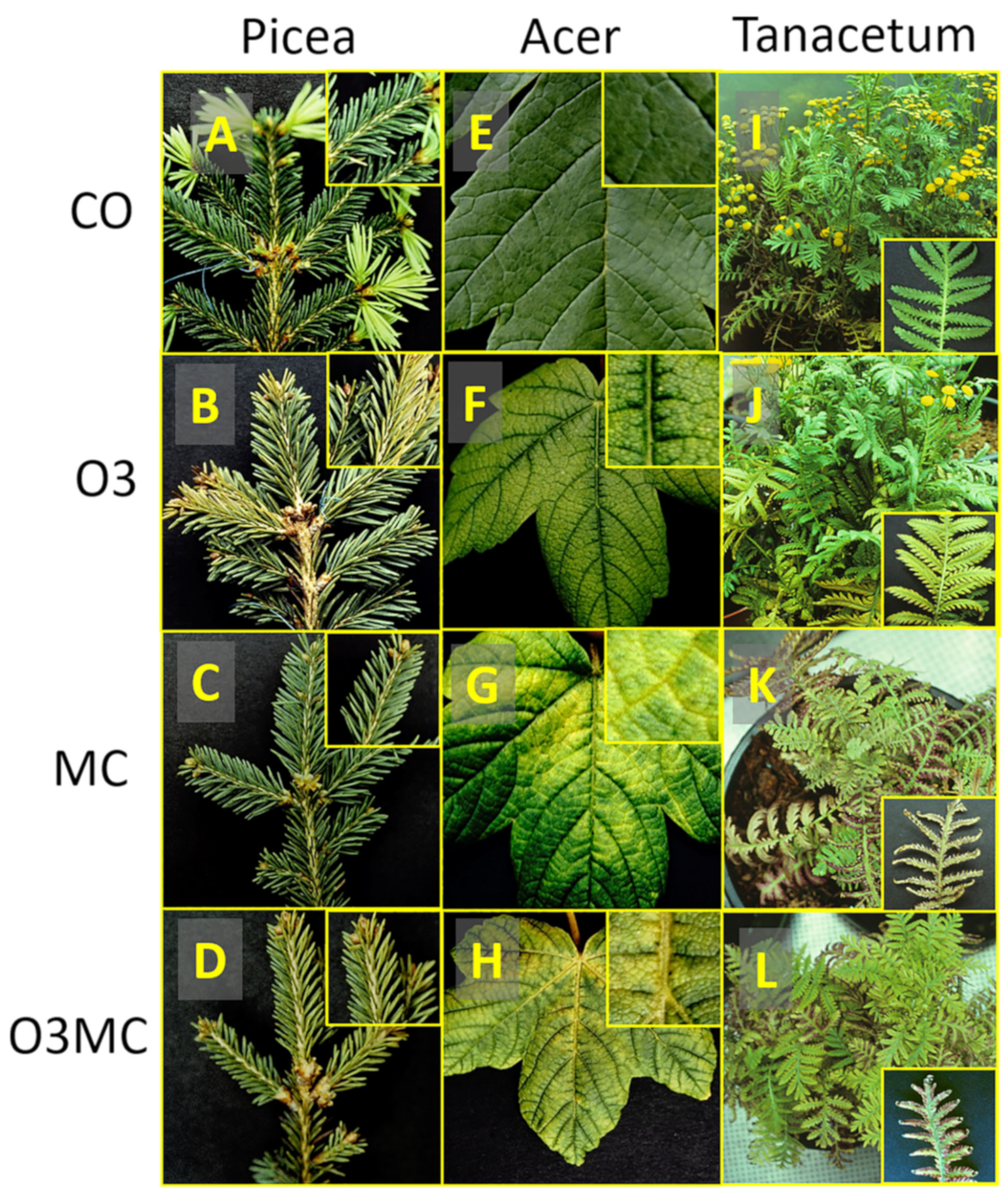 Plants 12 03011 g001 Plants 12 03011 g001