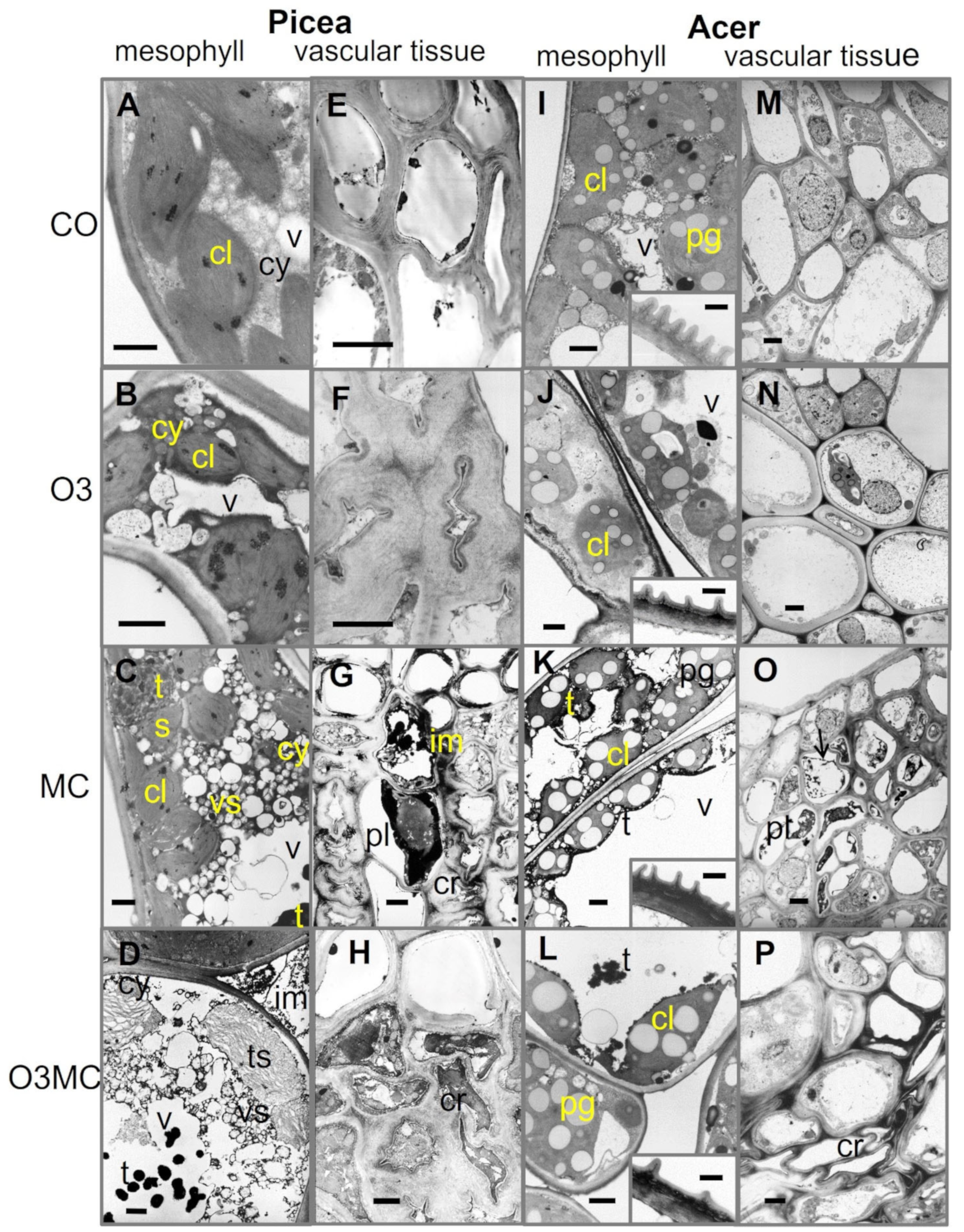 Plants 12 03011 g004 Plants 12 03011 g004