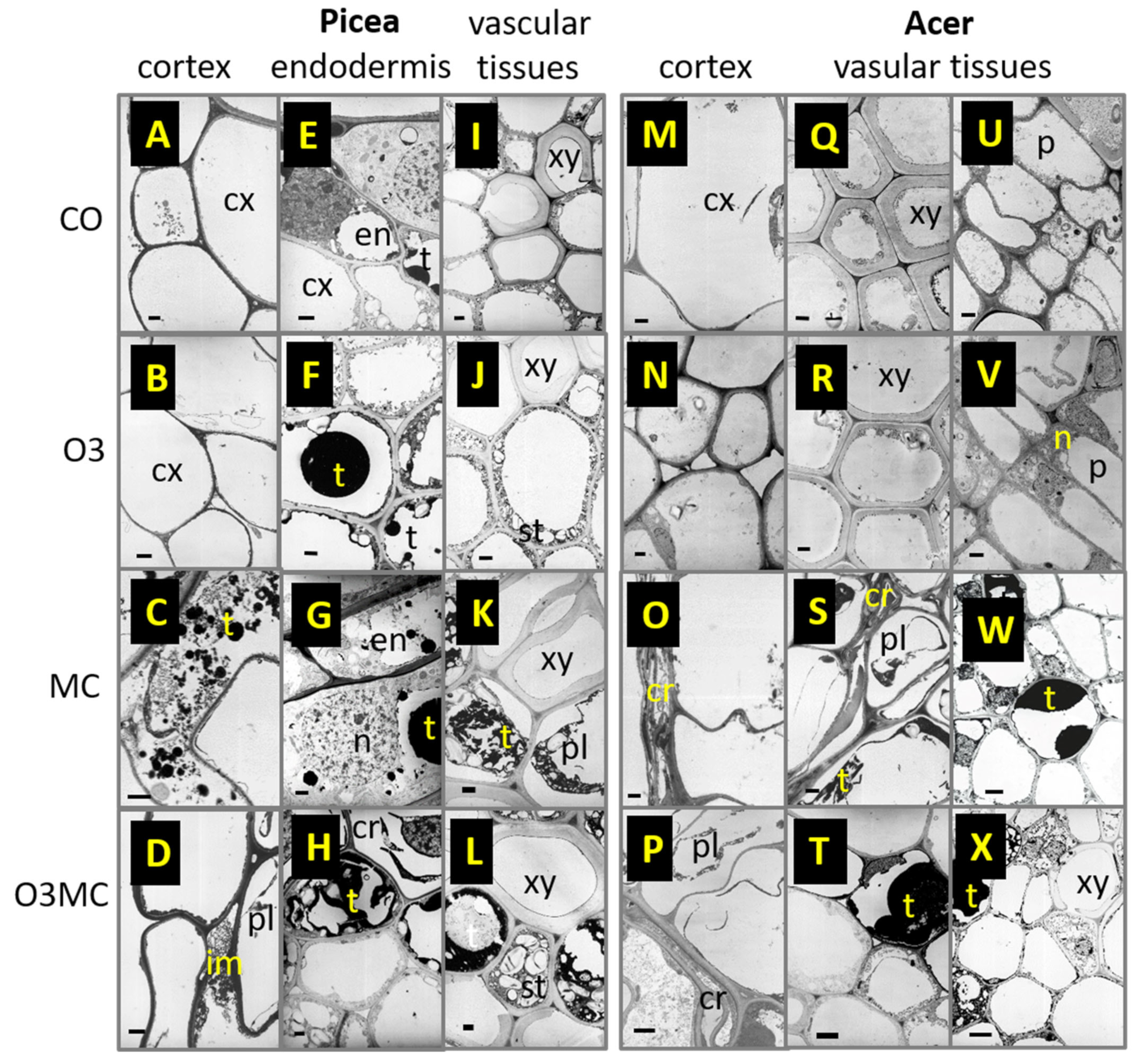 Plants 12 03011 g0a2 Plants 12 03011 g0a2