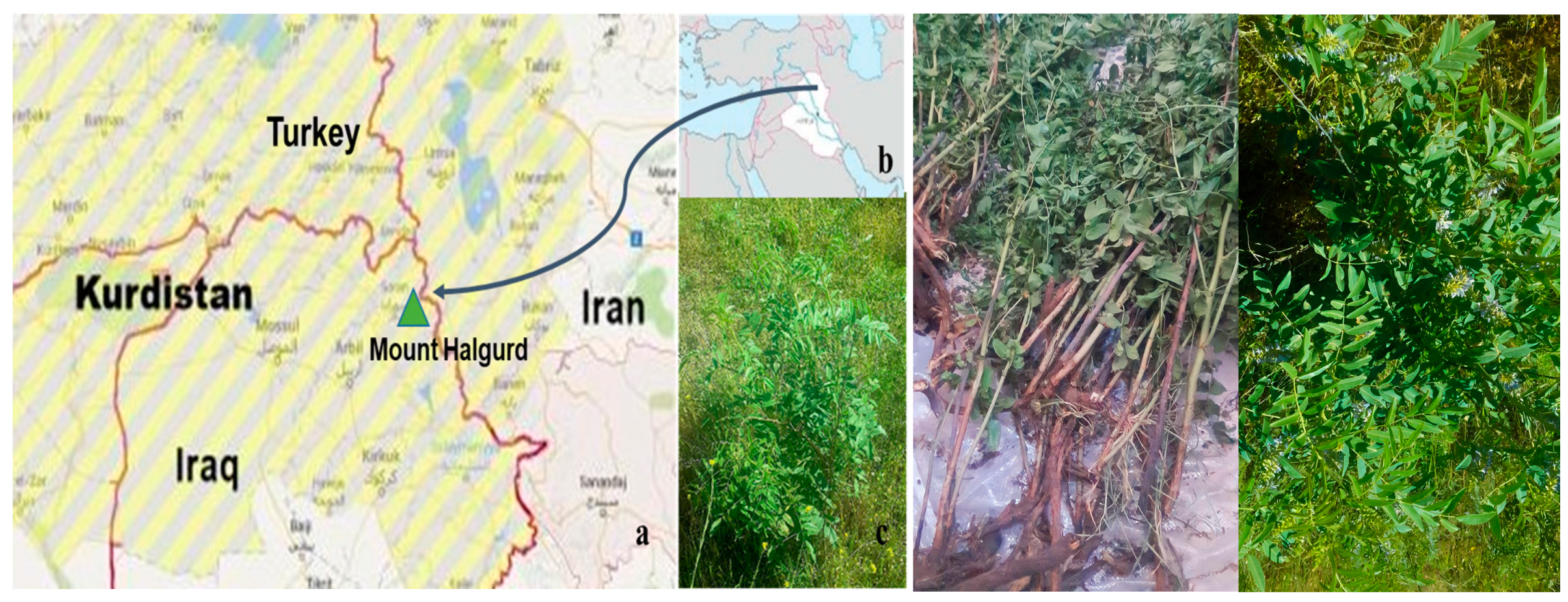 Plants 12 03013 g001 Plants 12 03013 g001