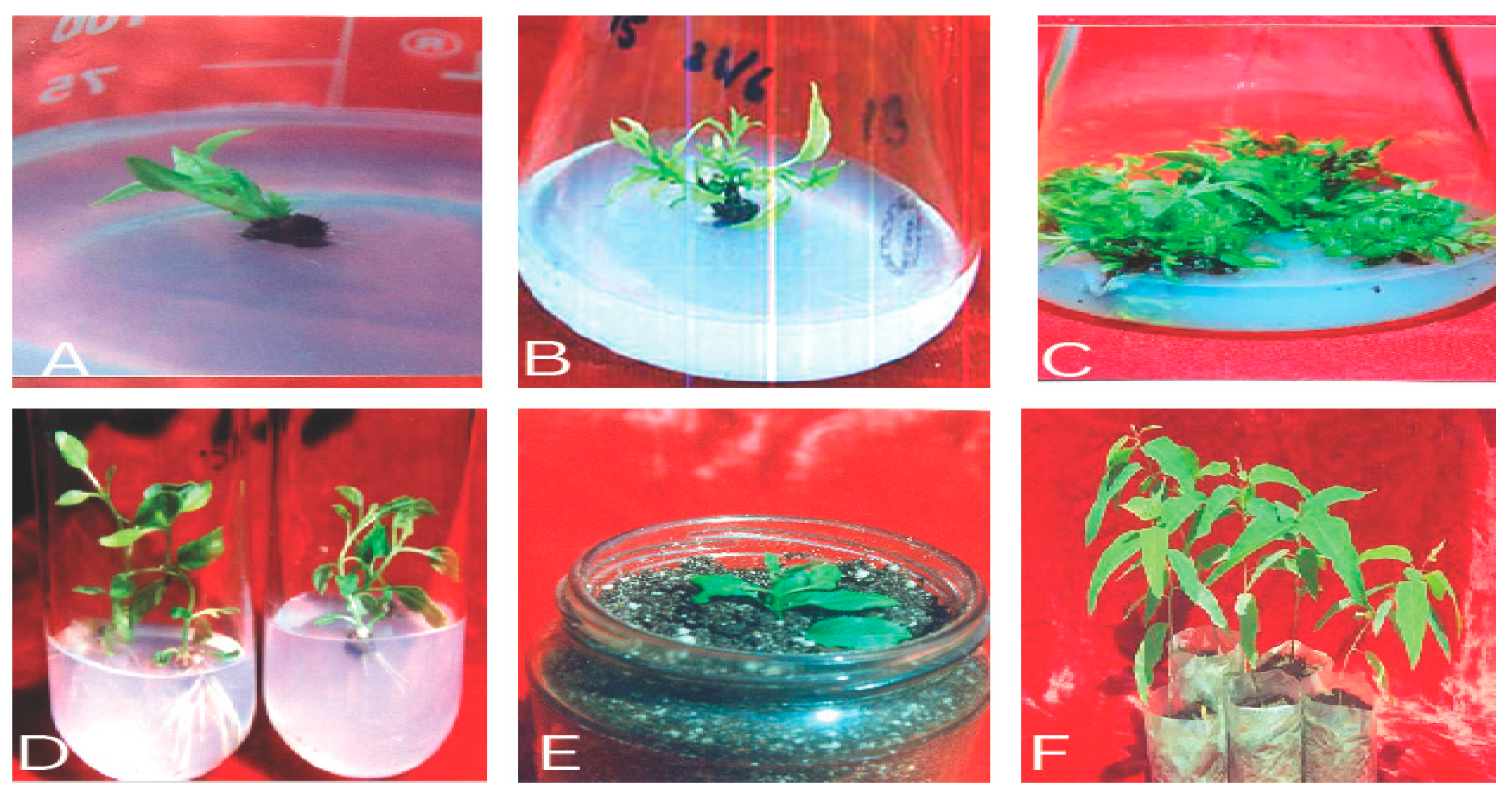 Plants 12 03018 g003 Plants 12 03018 g003