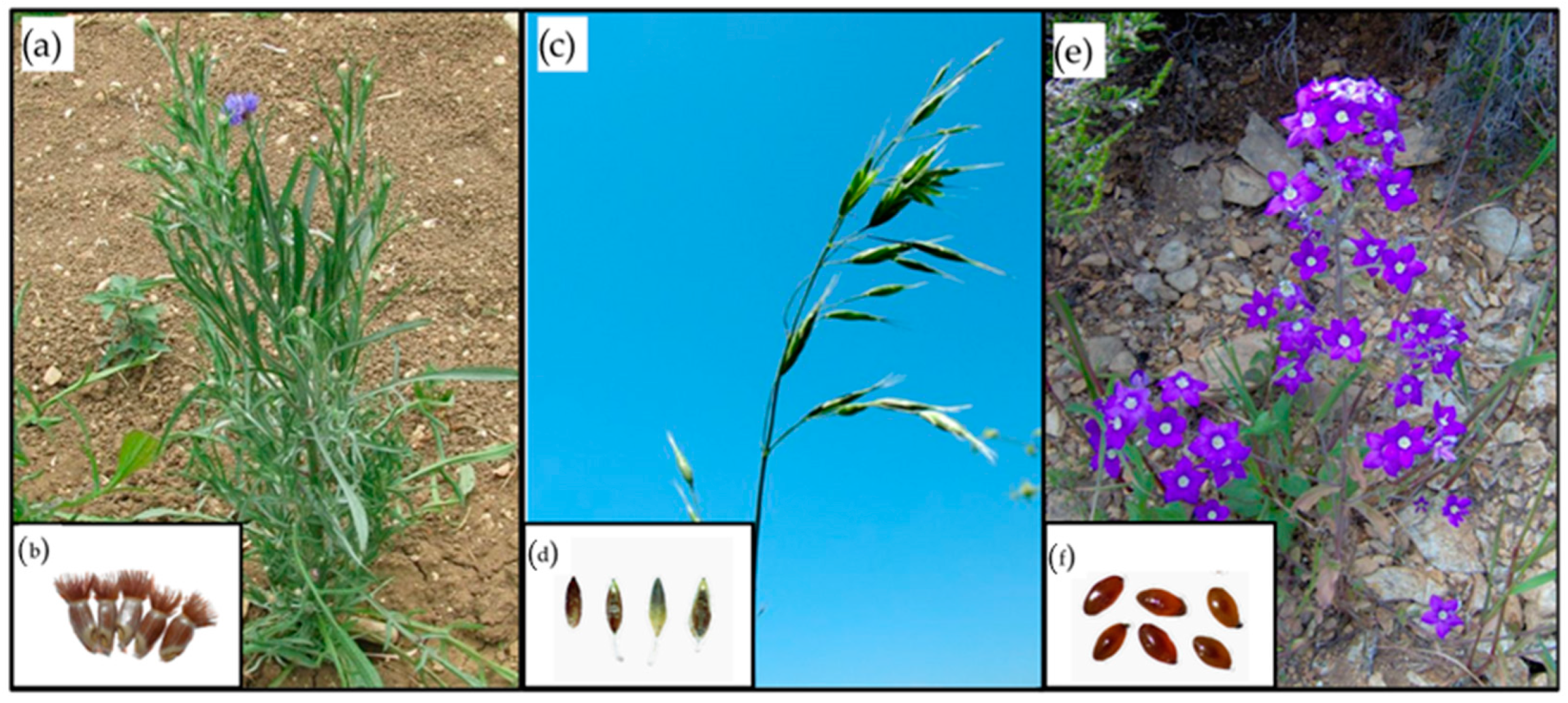 Plants 12 03028 g004