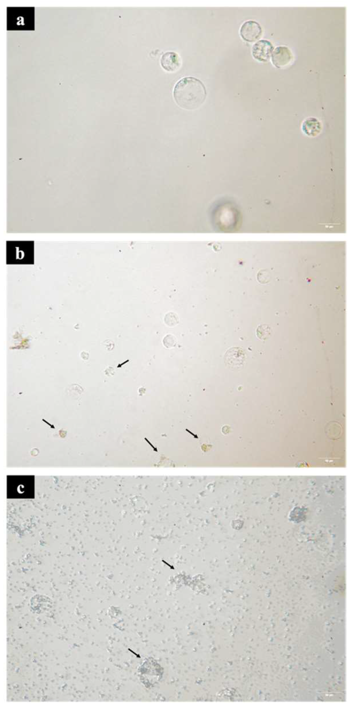 Plants 12 03031 g003