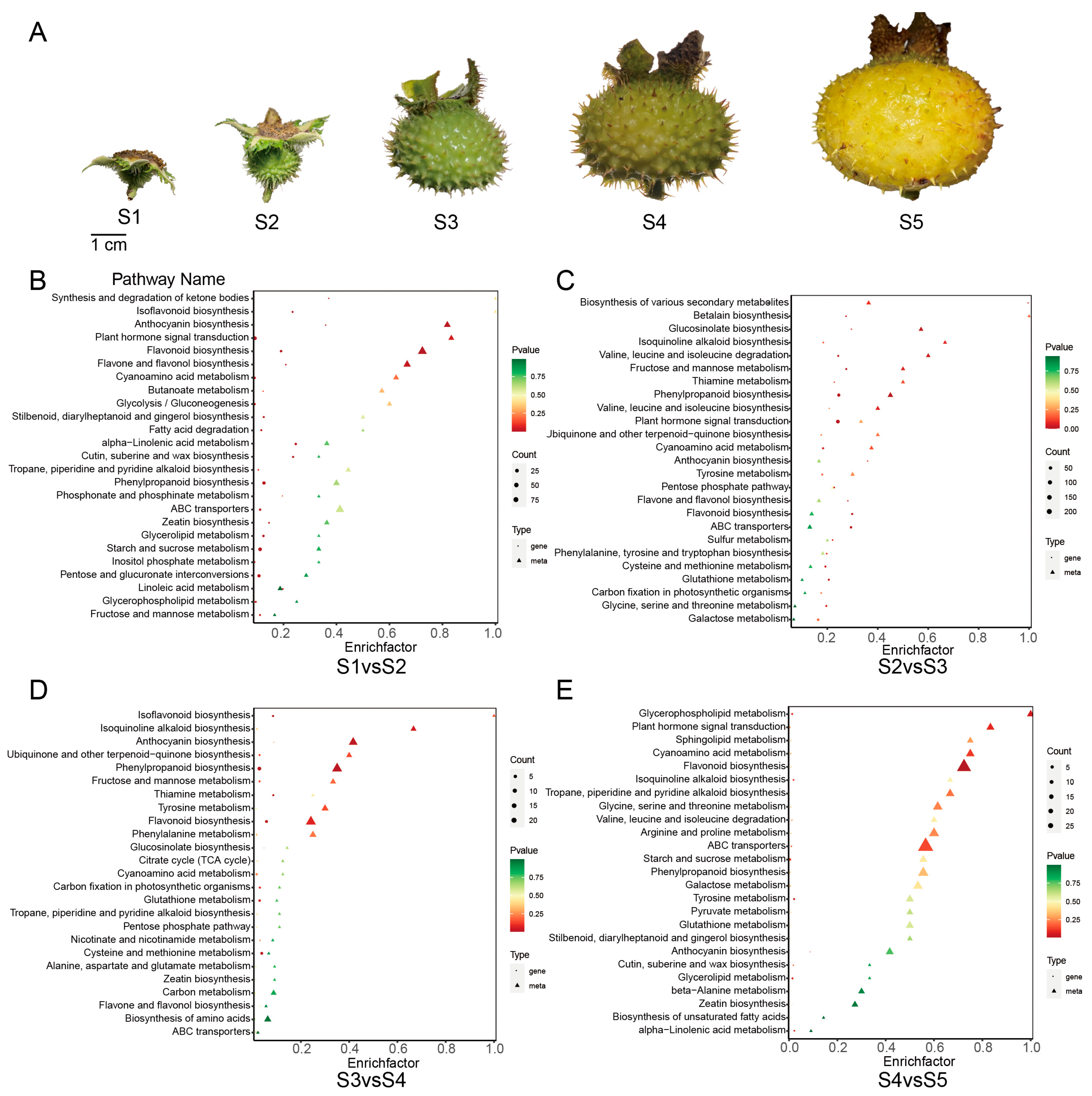 Plants 12 03036 g001