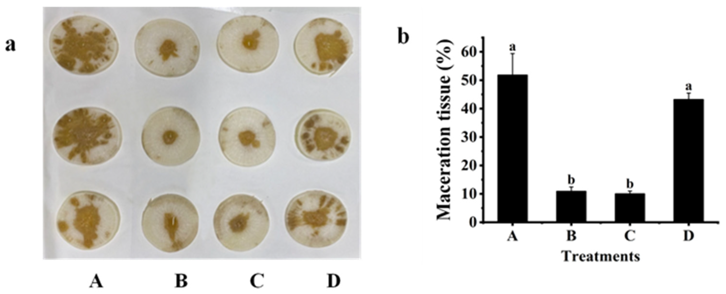 Plants 12 03037 g003 Plants 12 03037 g003