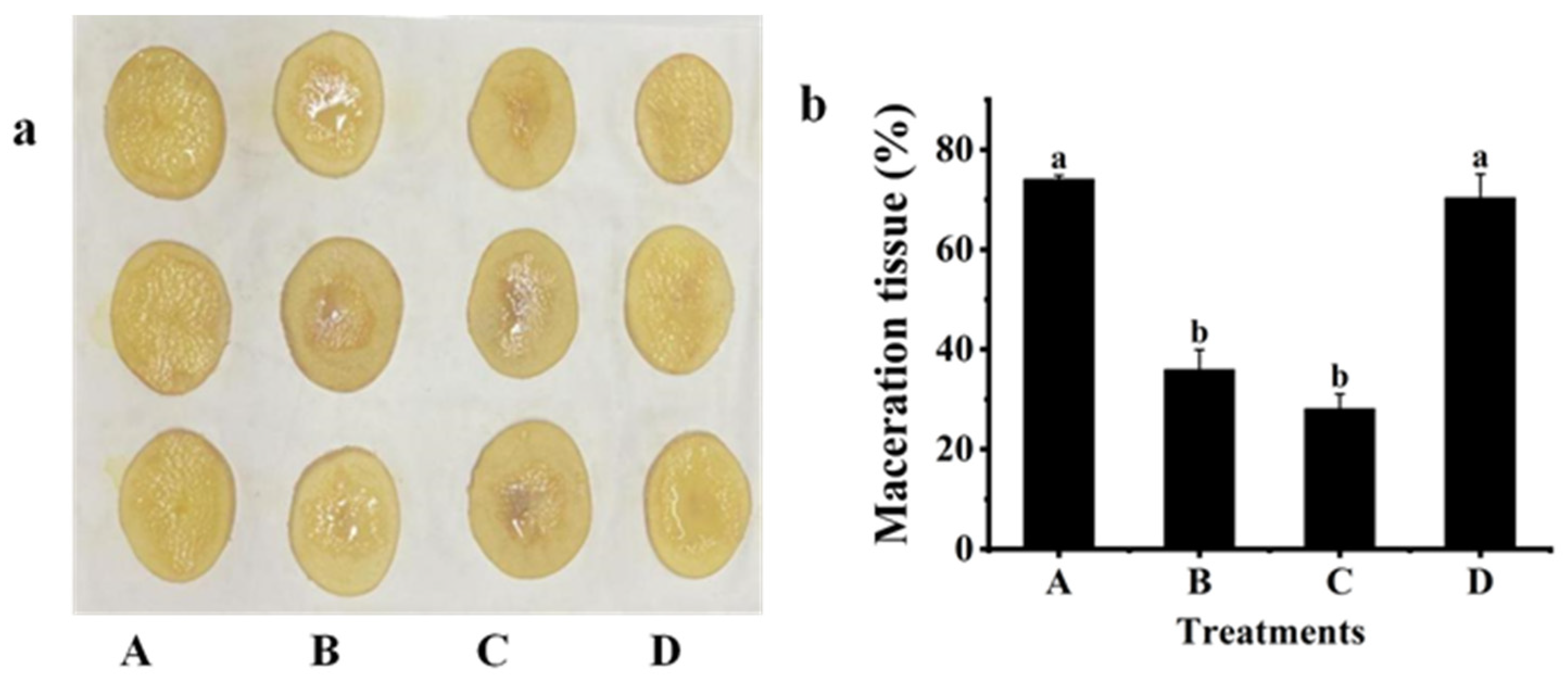 Plants 12 03037 g004 Plants 12 03037 g004