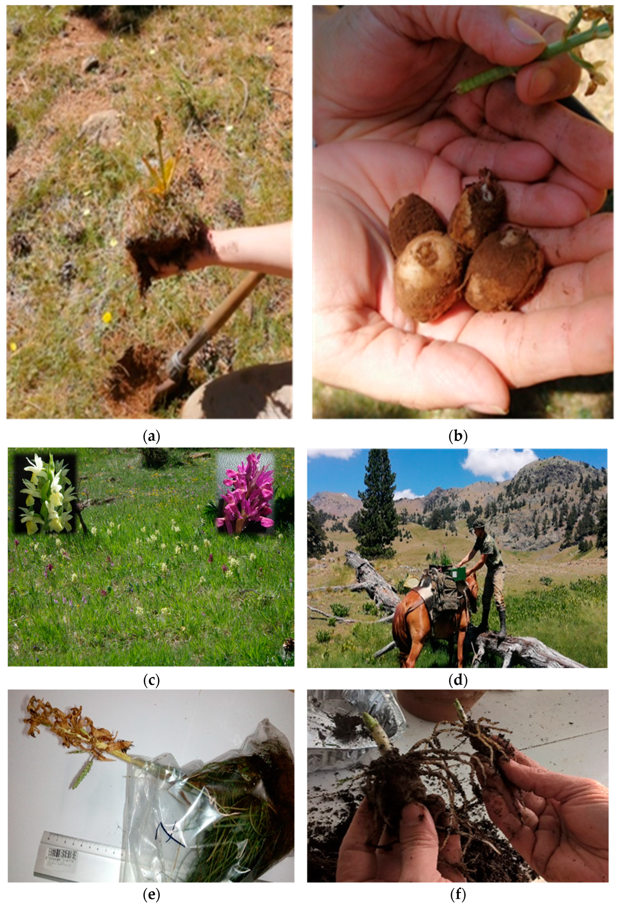 Plants 12 03038 g005