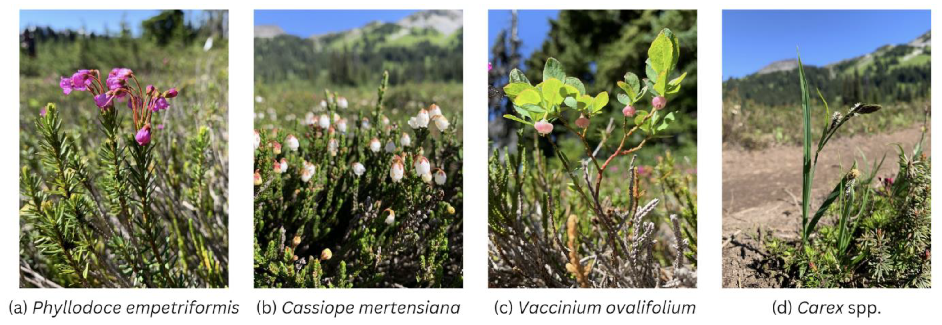 Plants 12 03040 g001