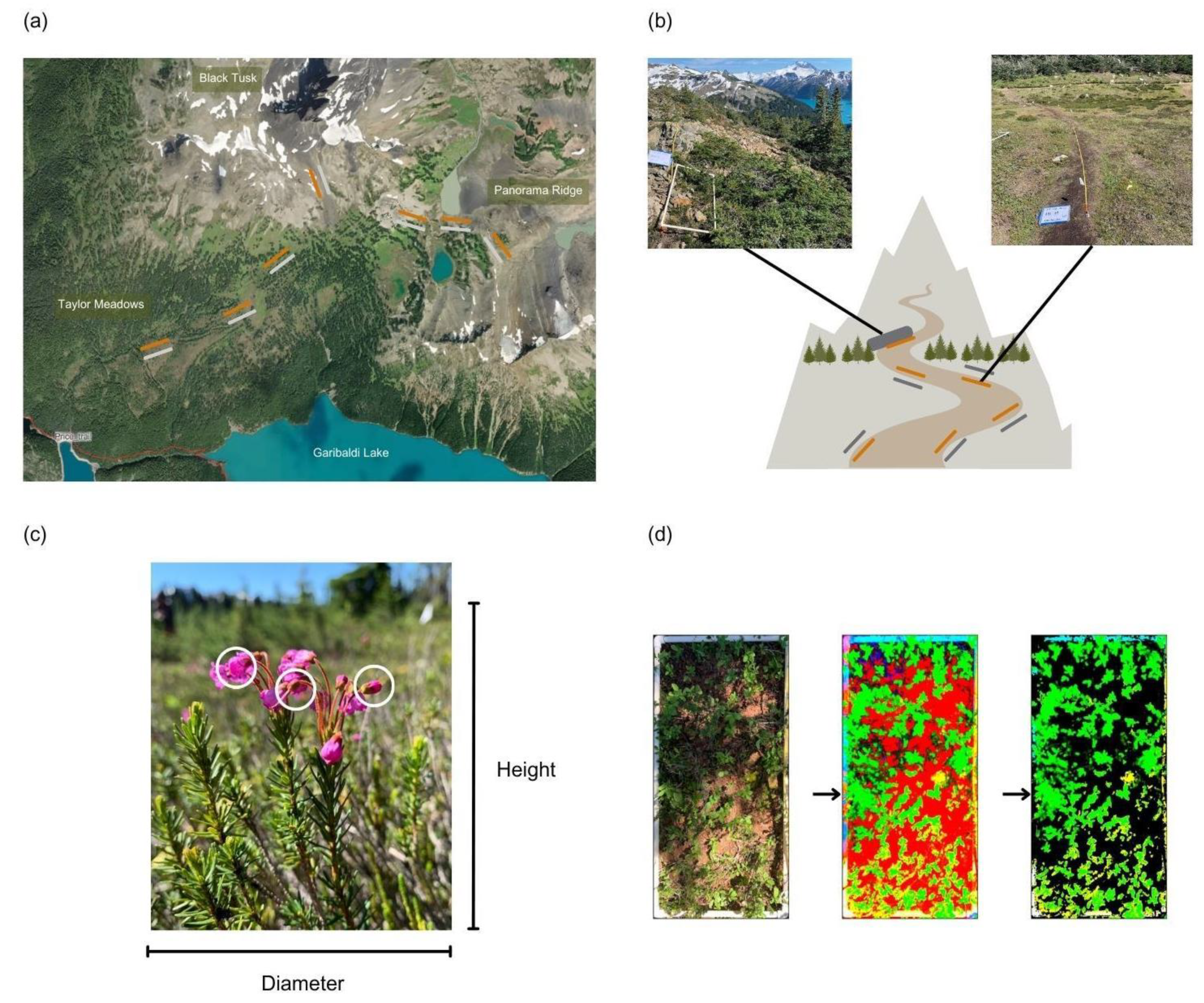 Plants 12 03040 g003