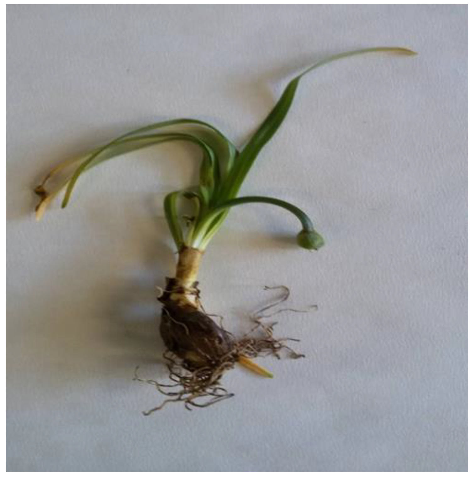 Plants 12 03043 g003