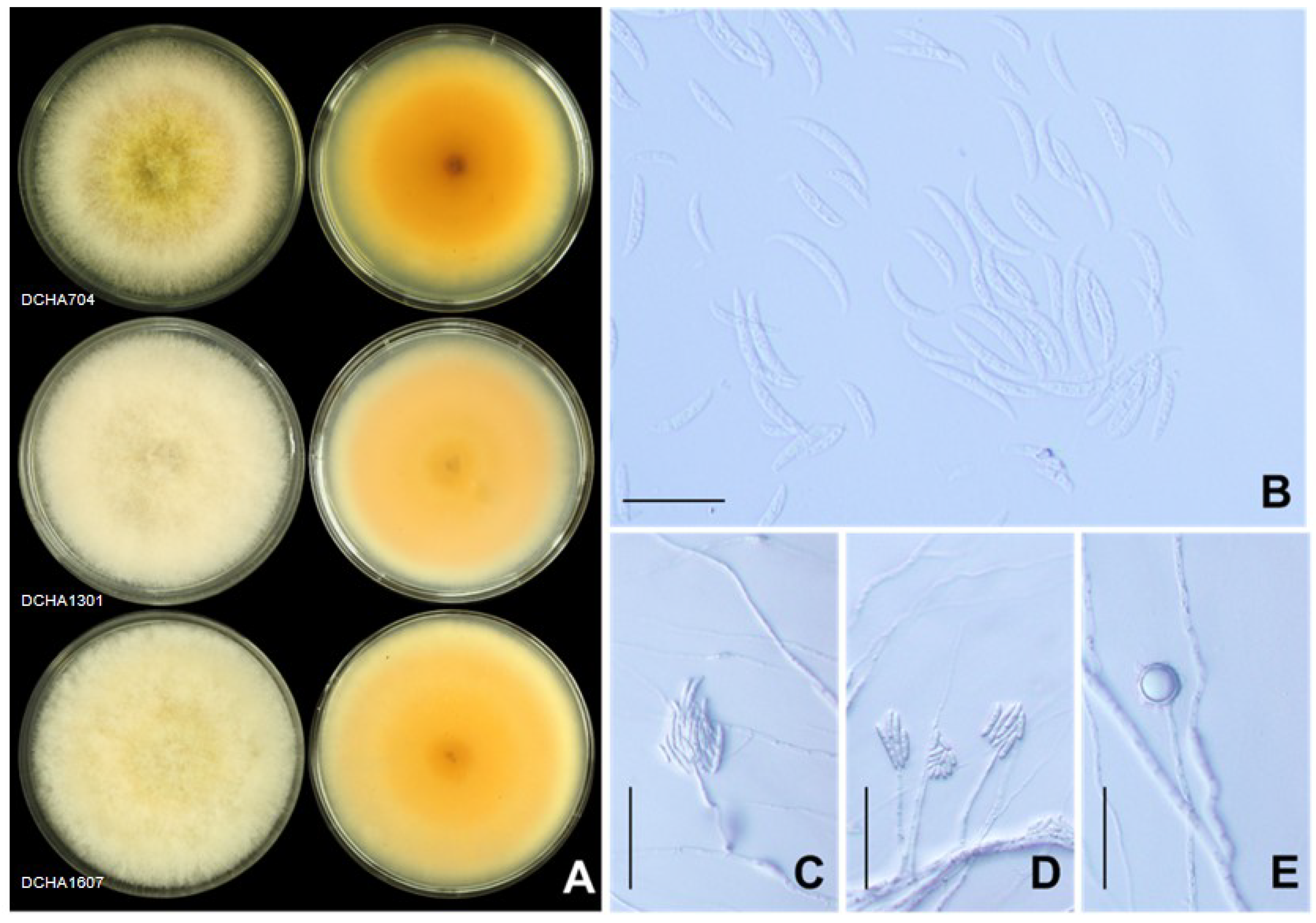 Plants 12 03045 g006