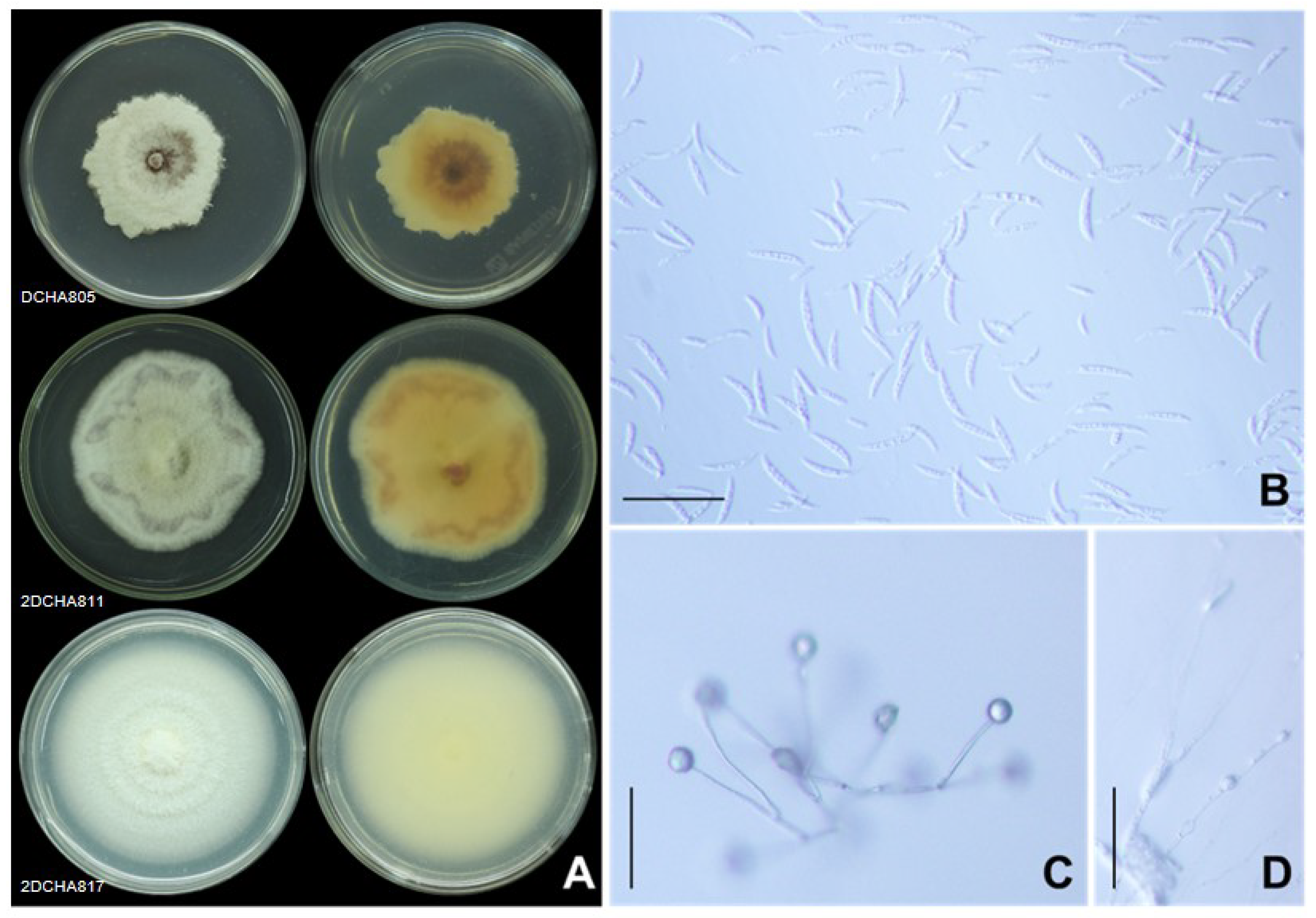 Plants 12 03045 g007