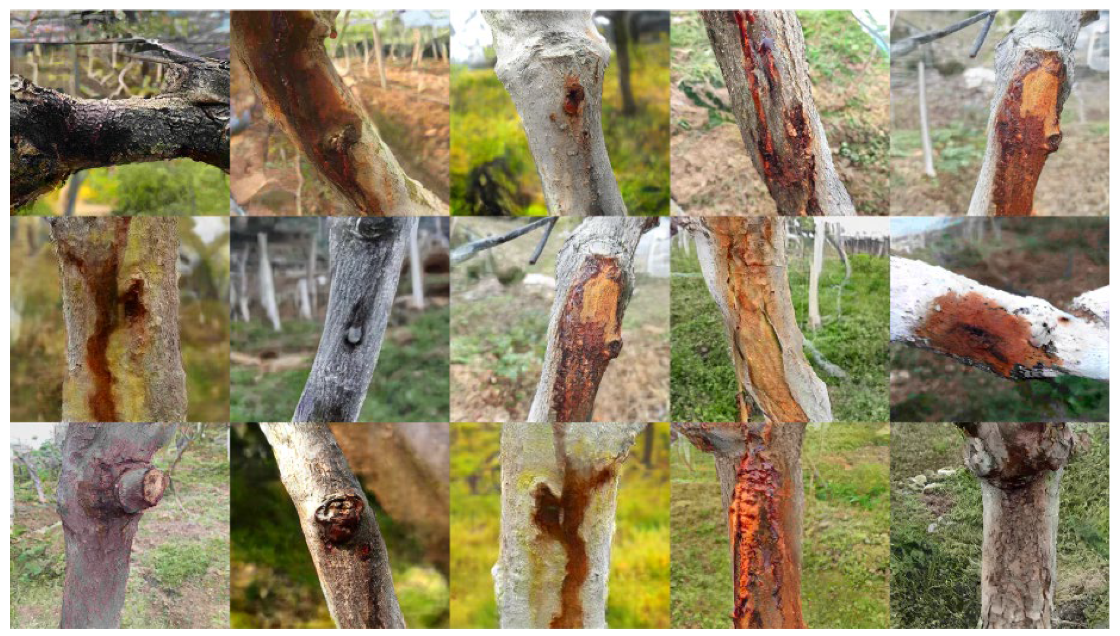 Plants 12 03053 g001