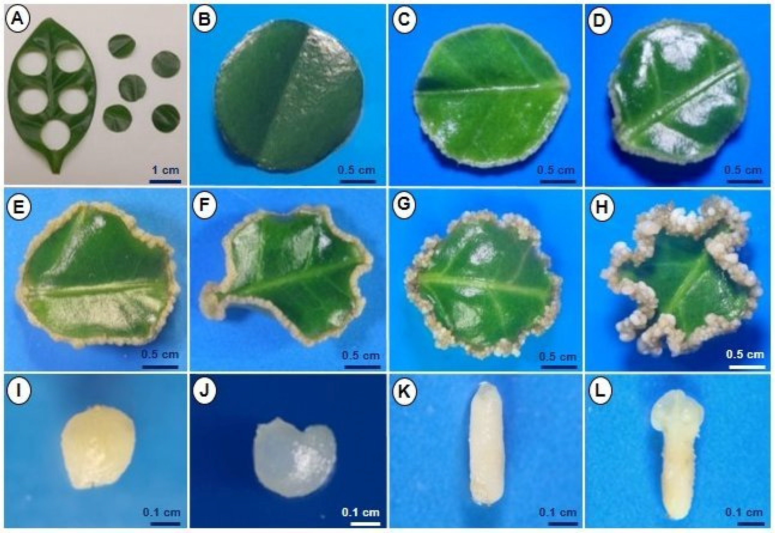 Plants 12 03055 g002