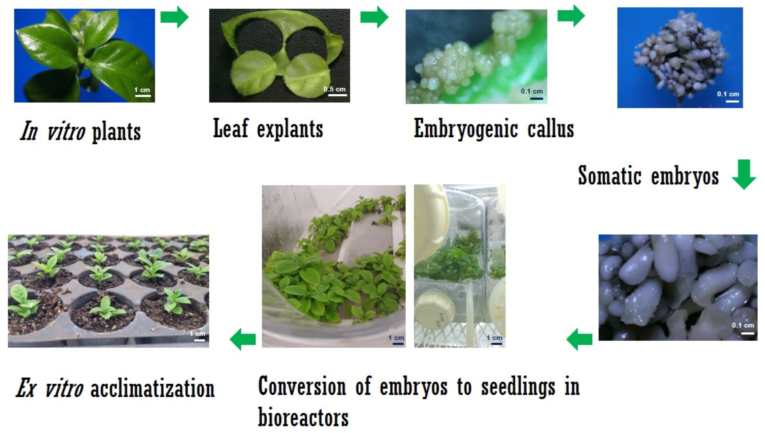 Plants 12 03055 g004