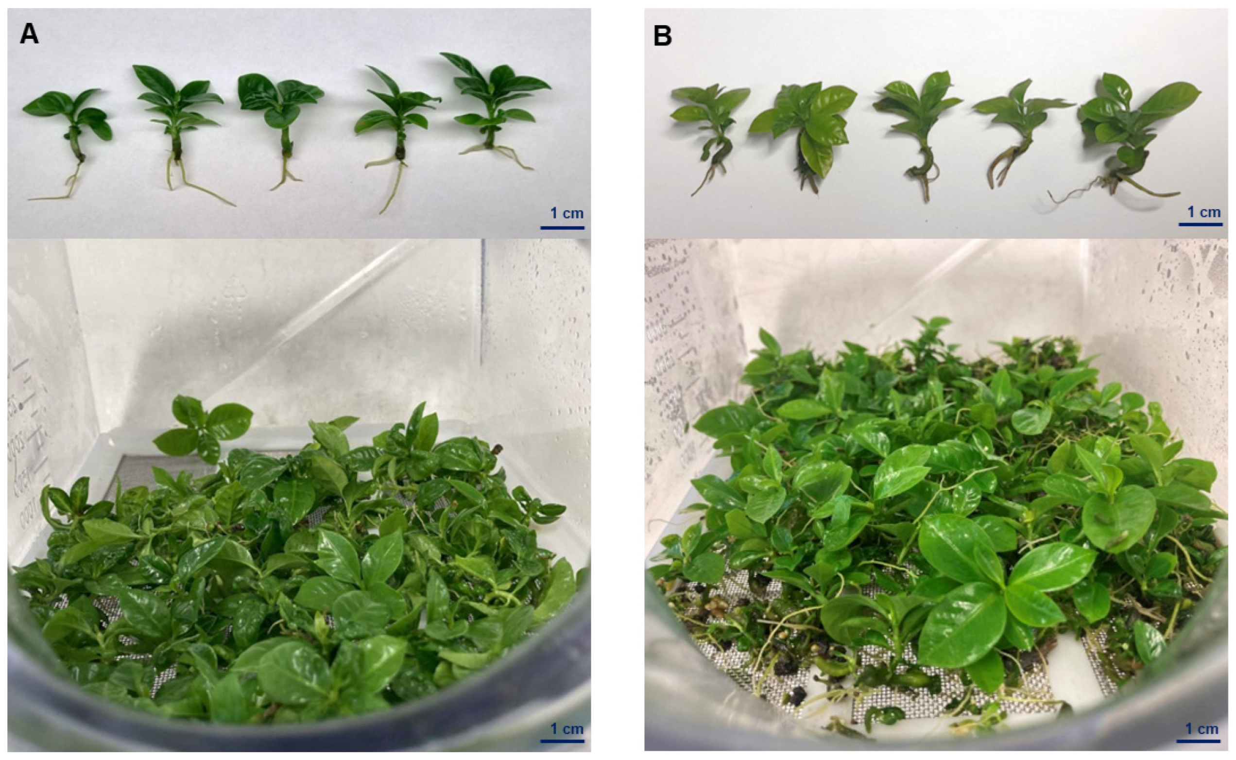 Plants 12 03055 g005