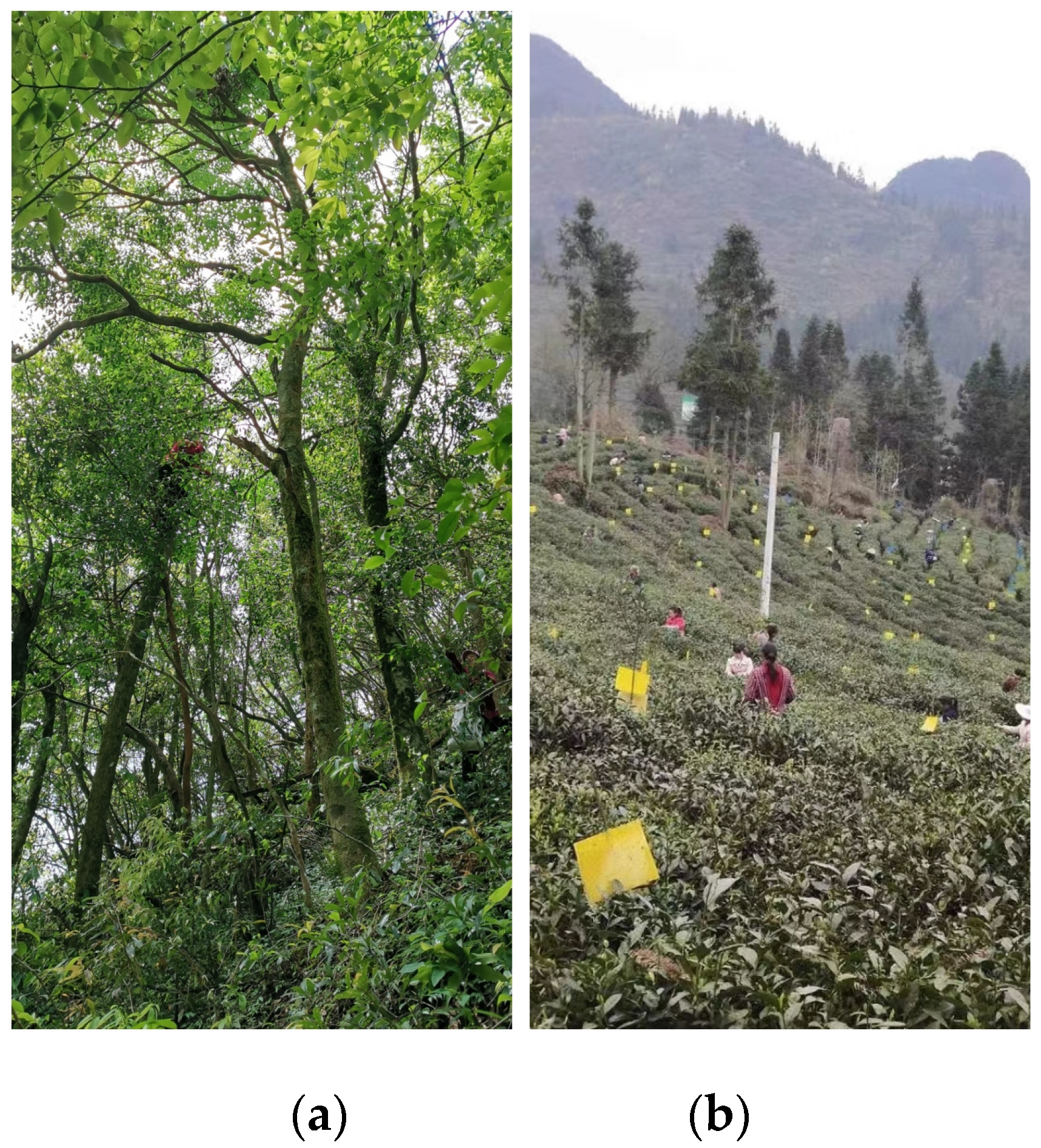 Plants 12 03061 g003