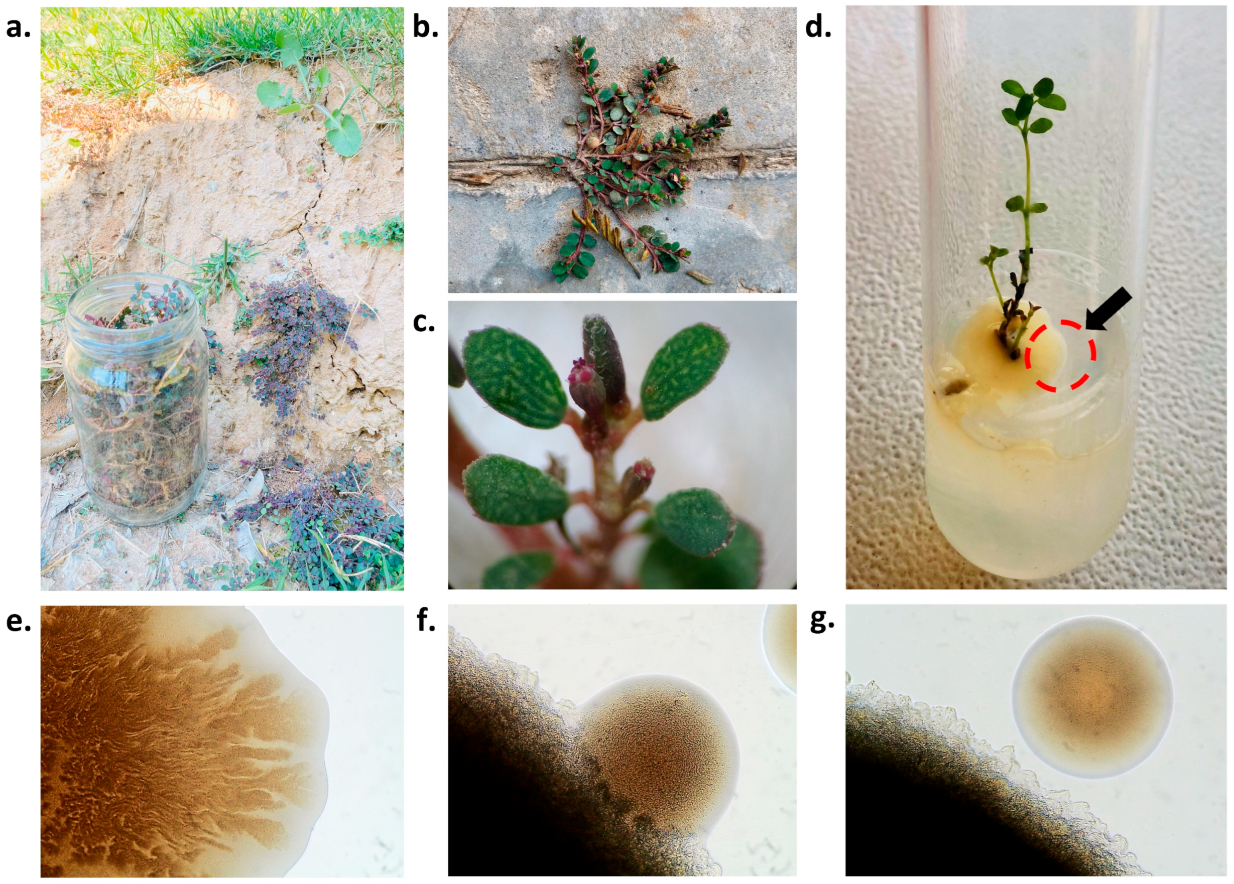 Plants 12 03081 g001