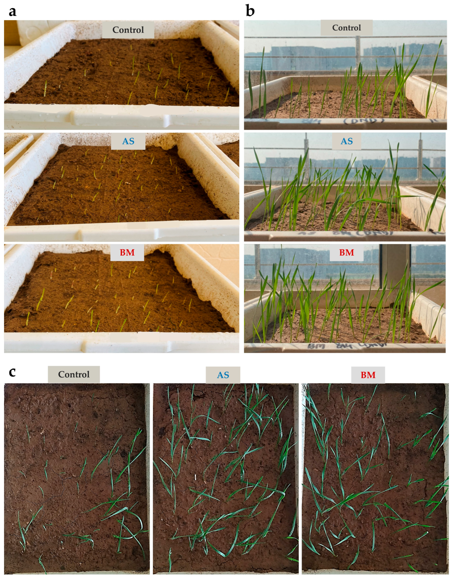 Plants 12 03081 g005