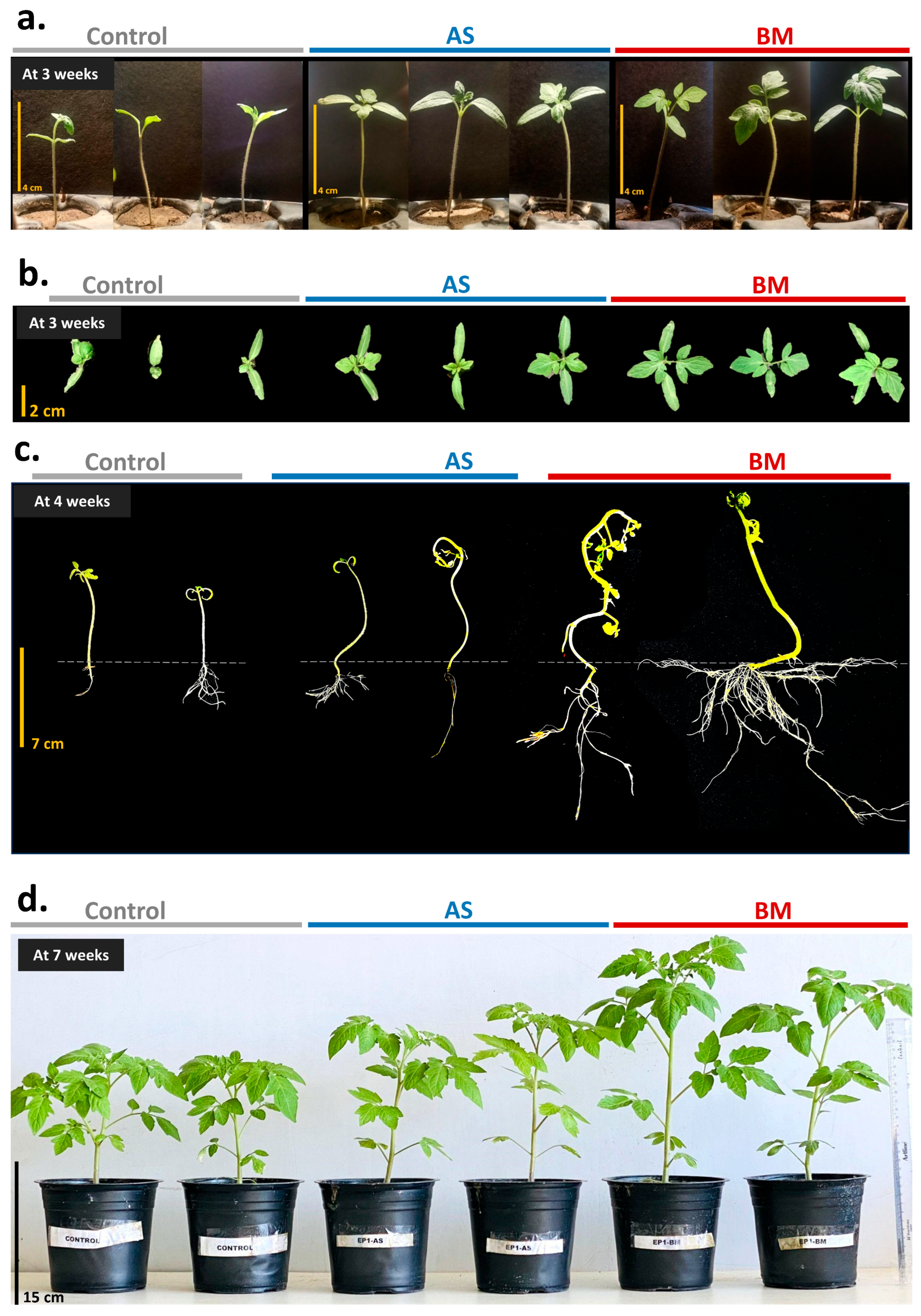 Plants 12 03081 g008