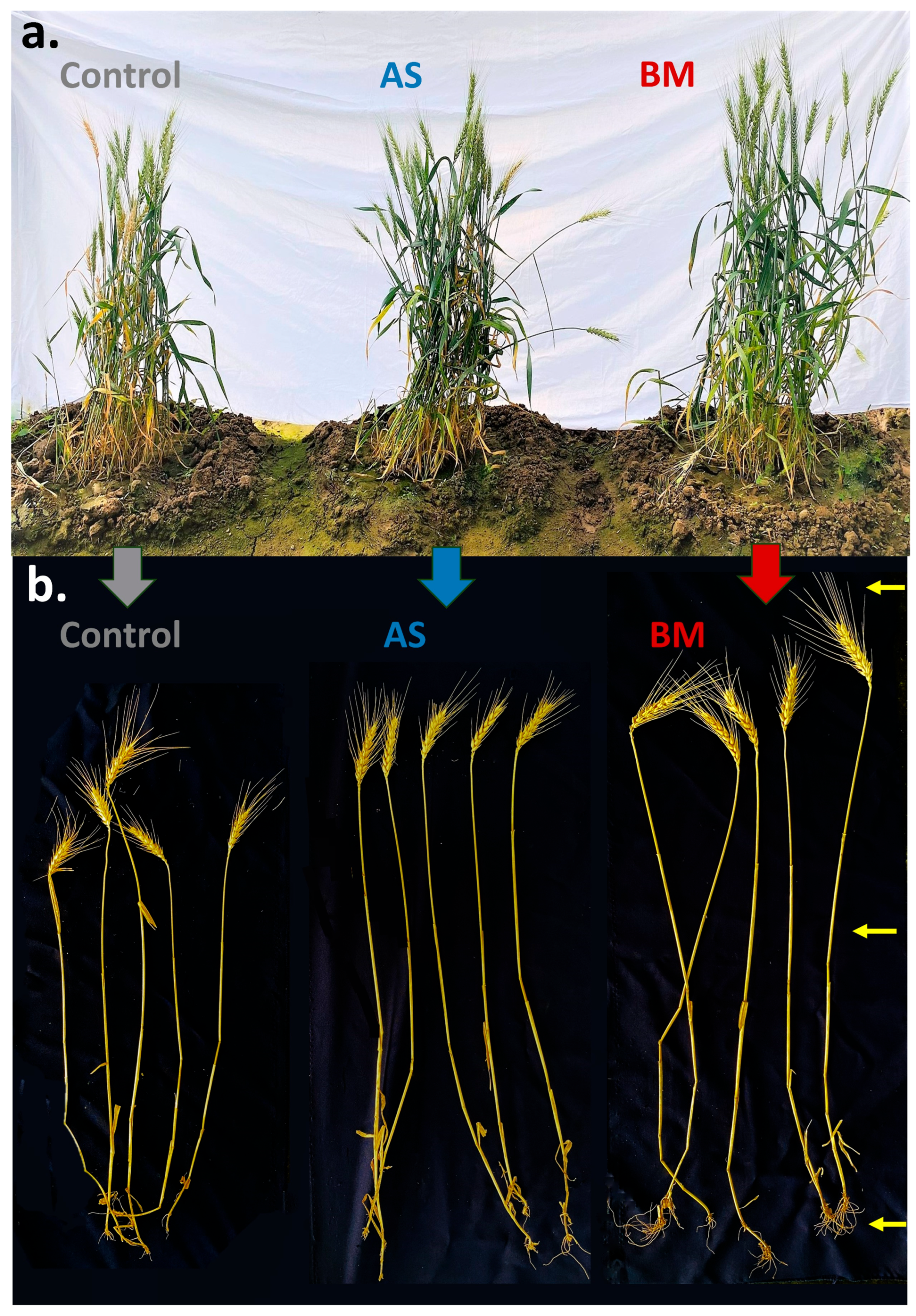 Plants 12 03081 g011