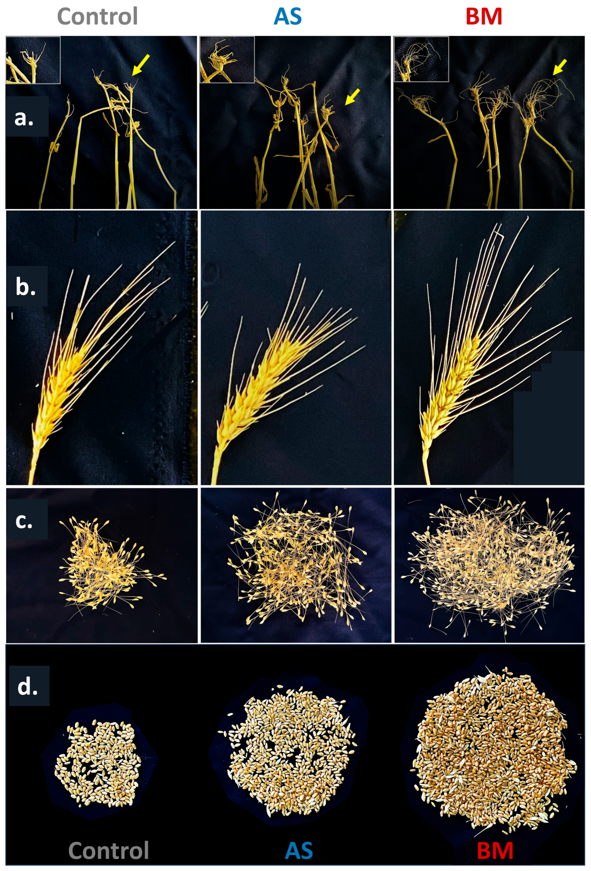 Plants 12 03081 g012
