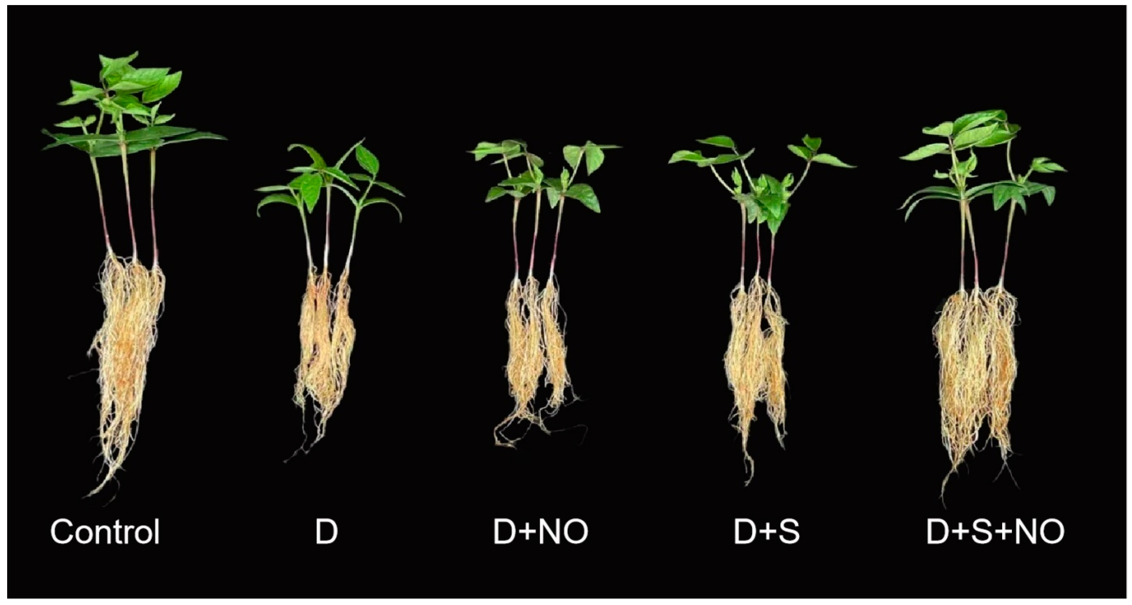 Plants 12 03082 g001