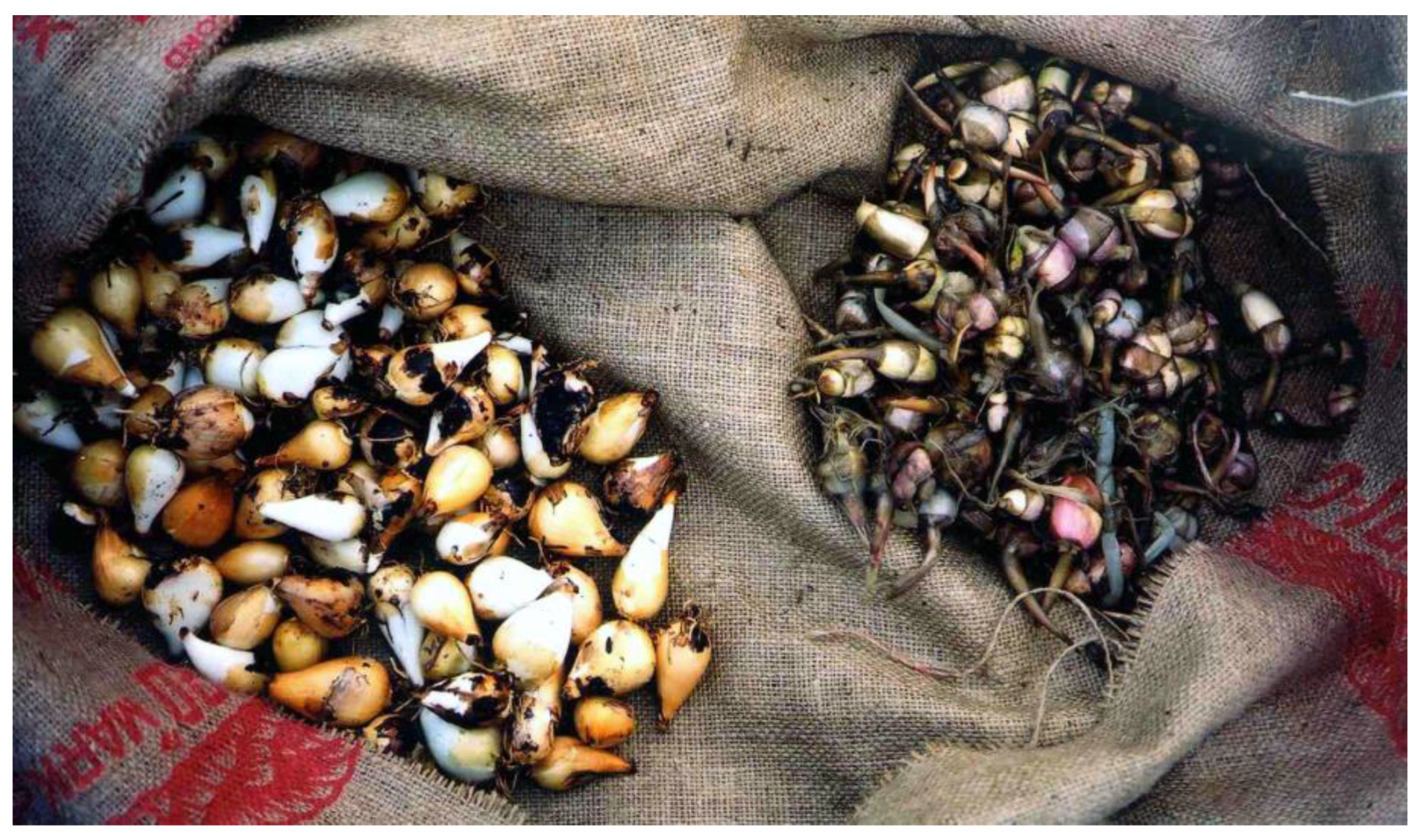 Plants 12 03087 g003