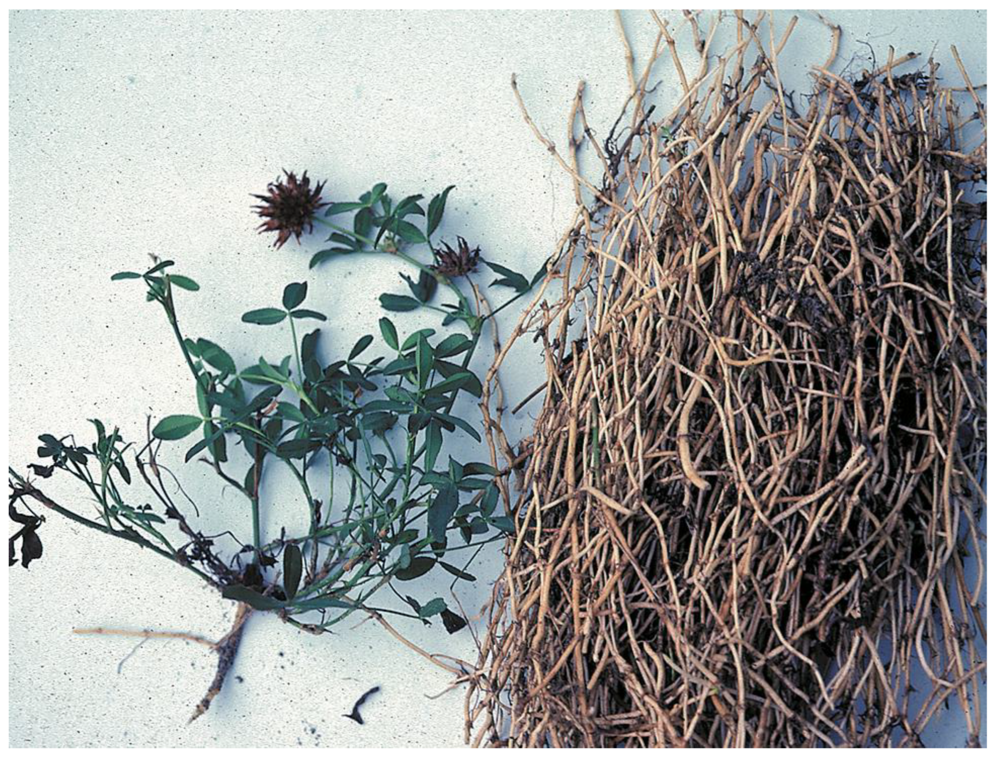 Plants 12 03087 g004