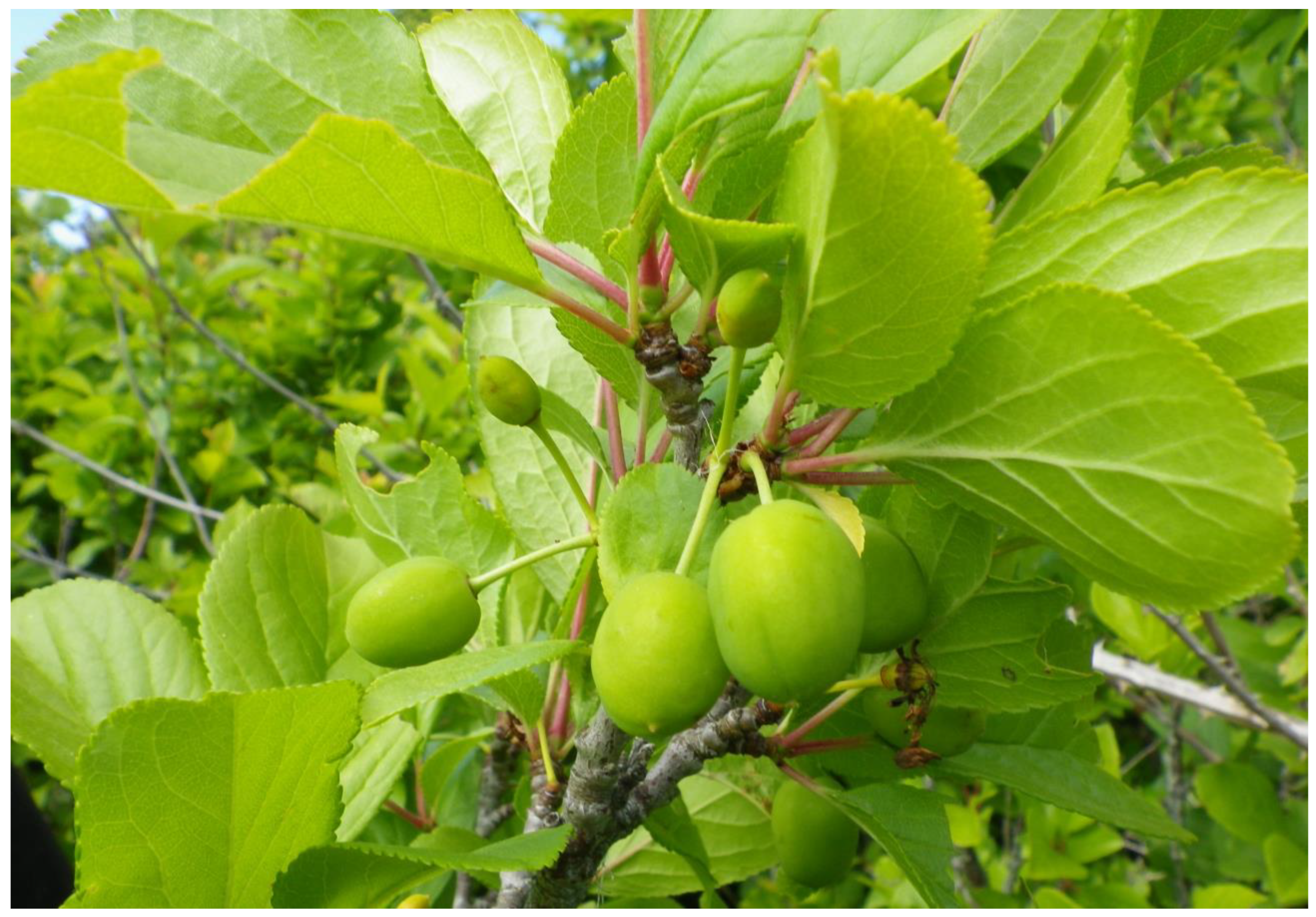 Plants 12 03087 g006