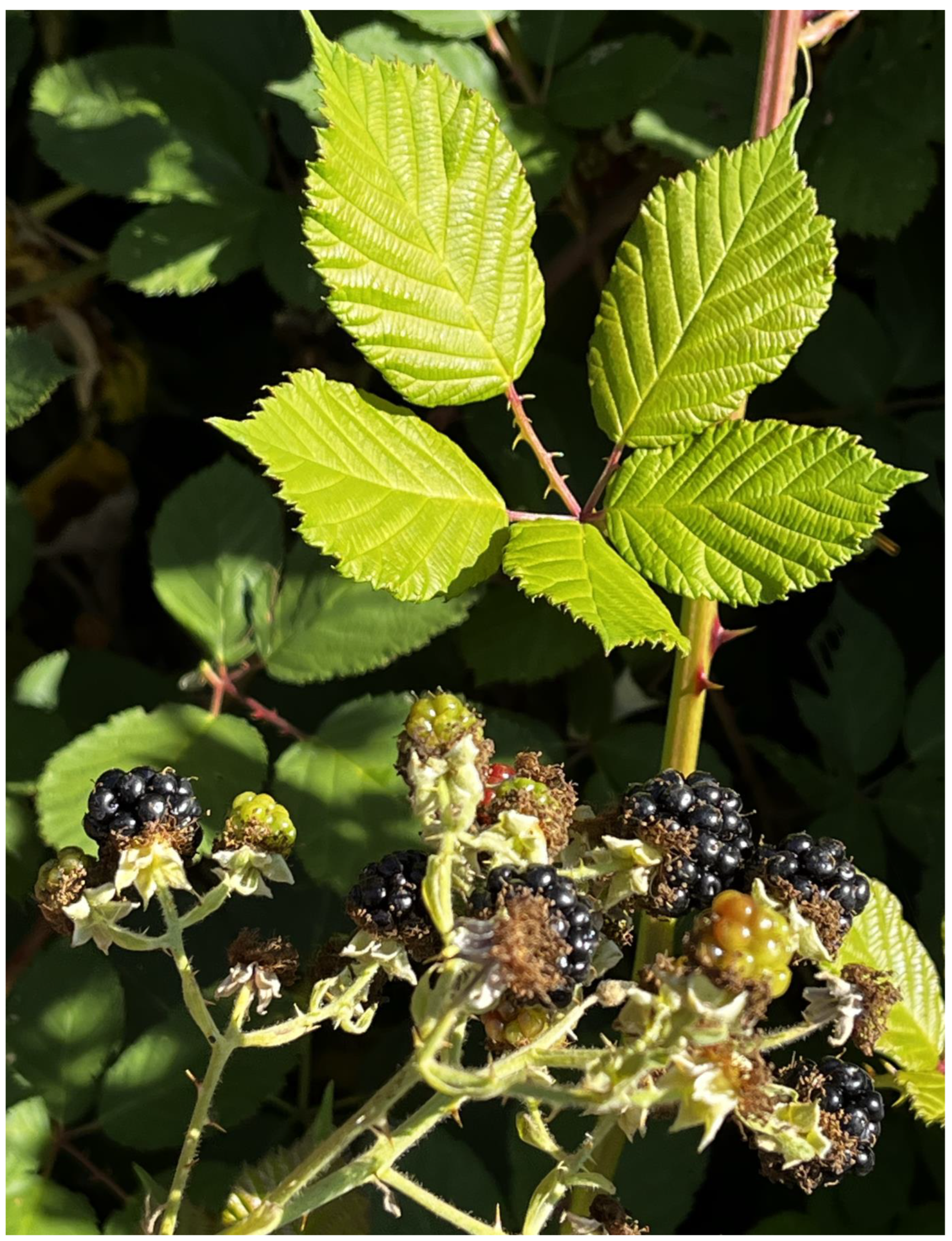 Plants 12 03087 g007