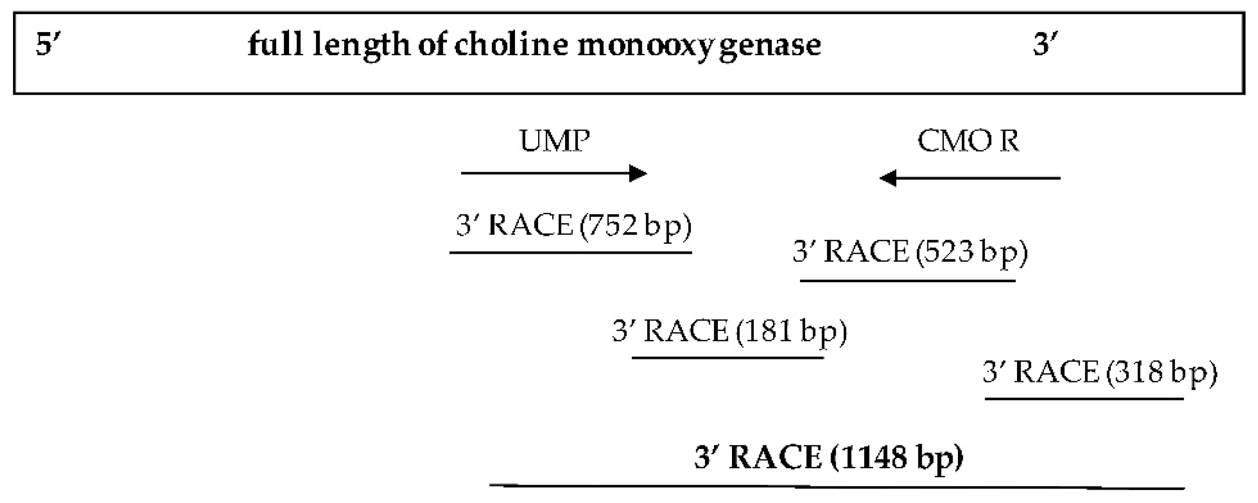 Plants 12 03089 g004