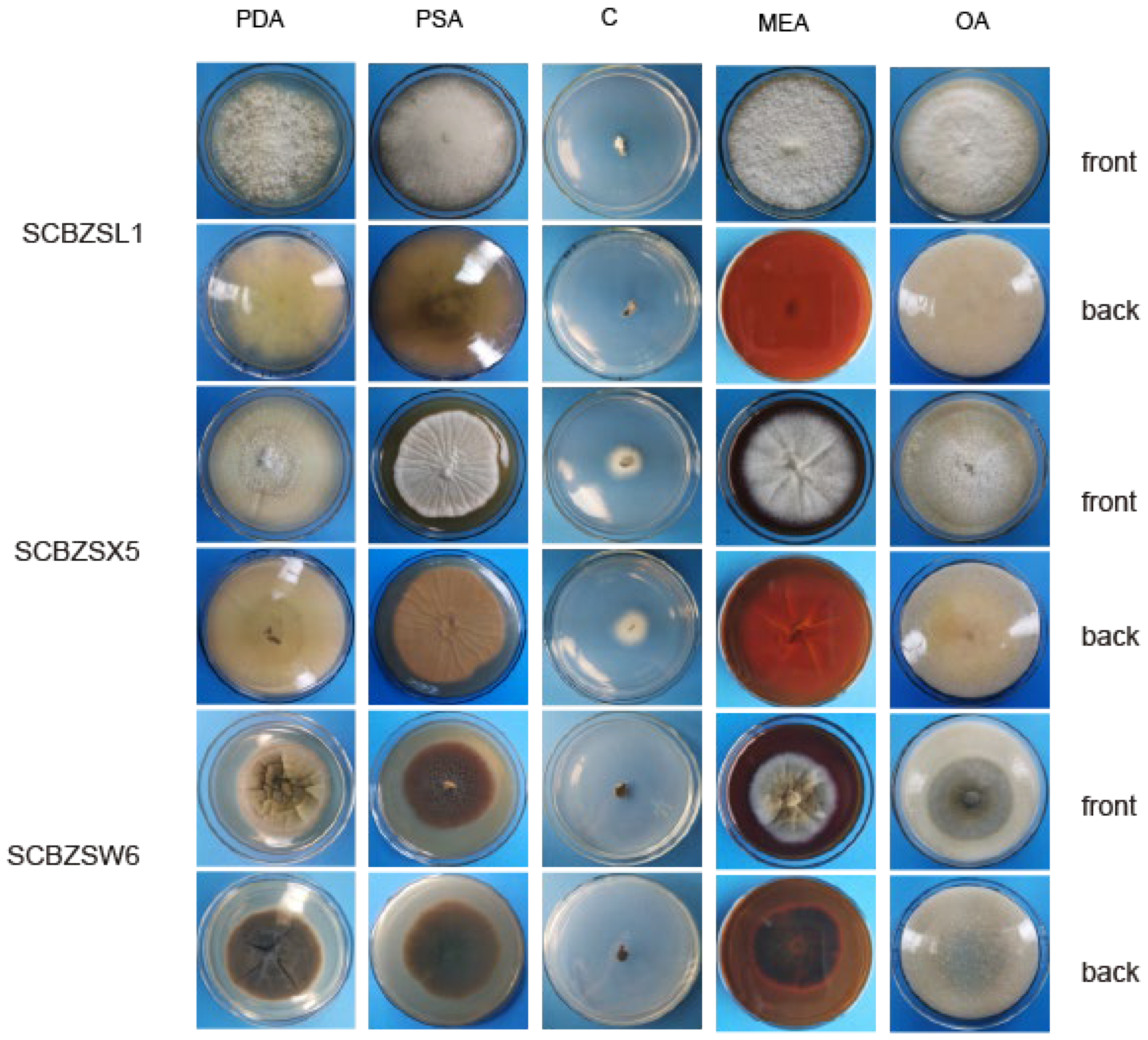 Plants 12 03091 g009