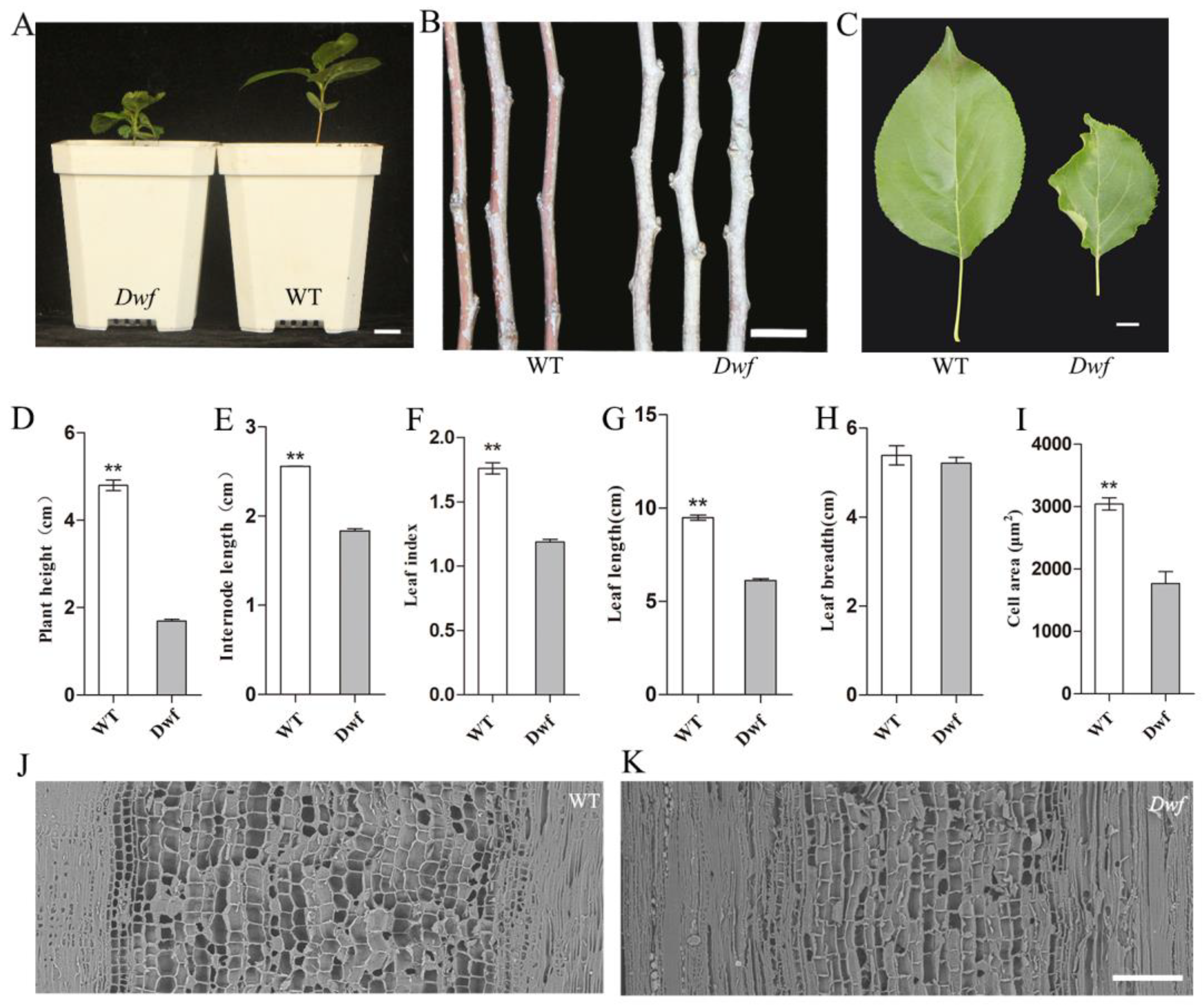 Plants 12 03097 g001