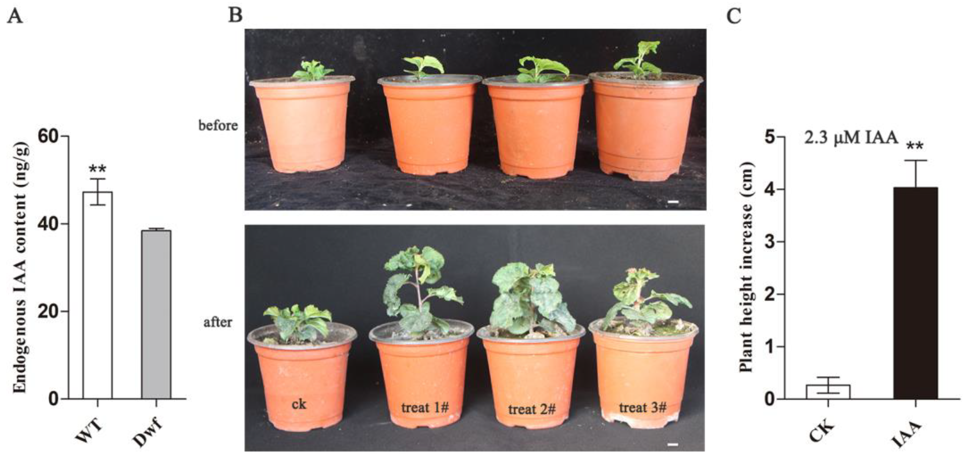 Plants 12 03097 g004