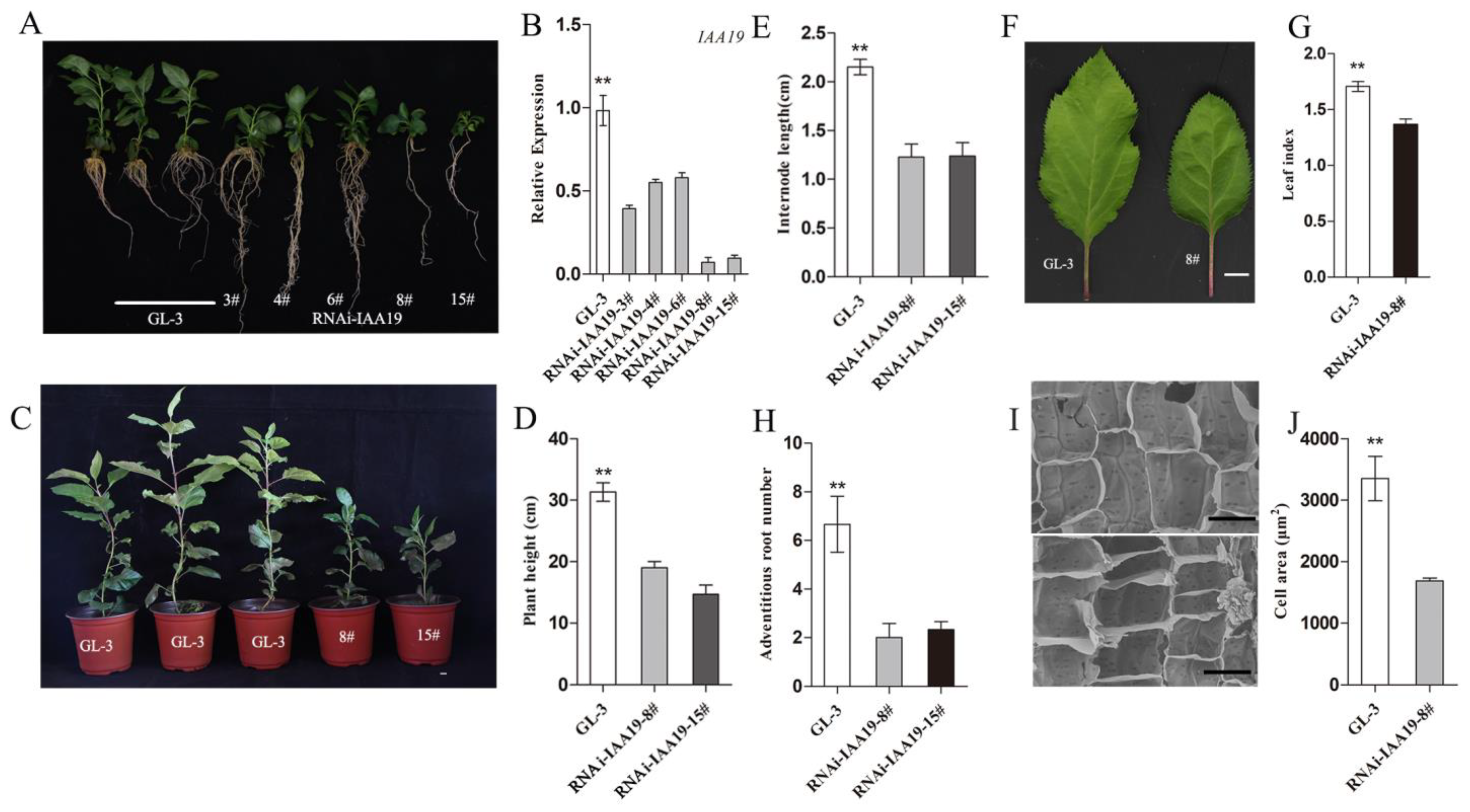 Plants 12 03097 g006