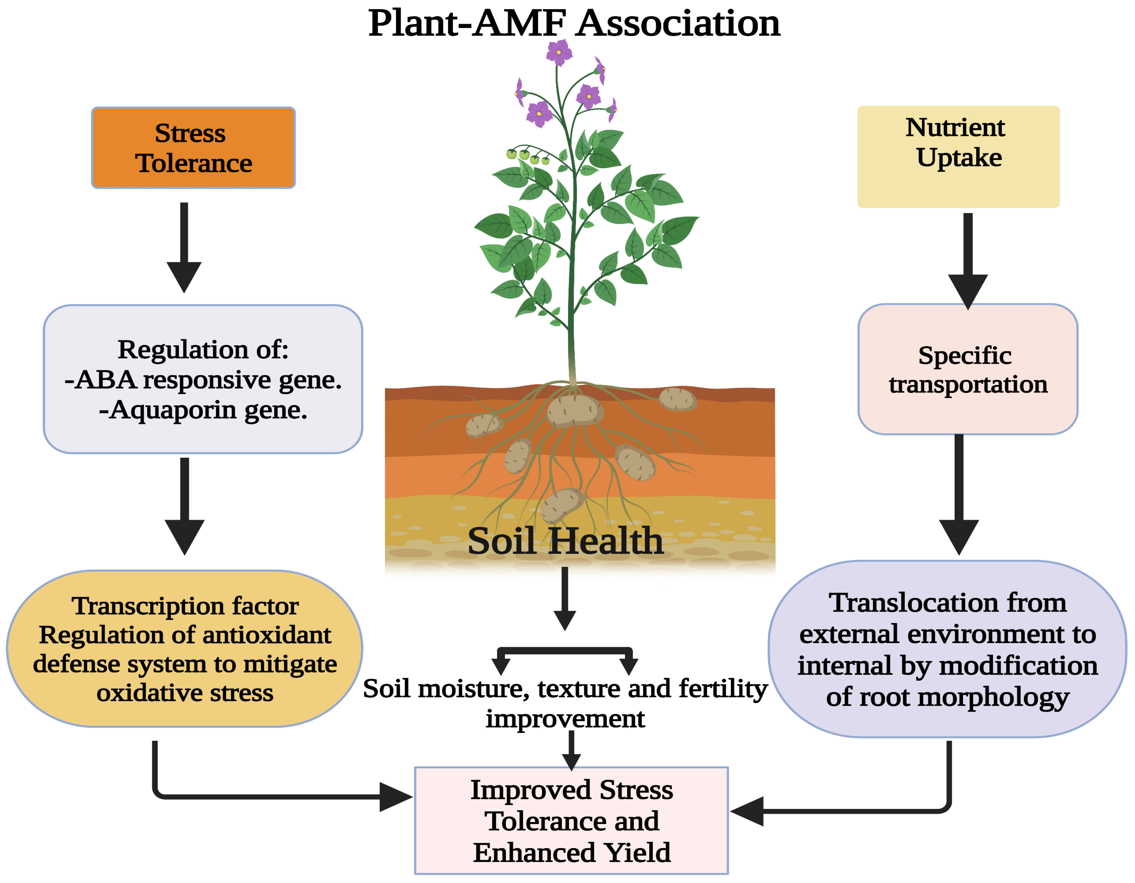 Plants, Free Full-Text