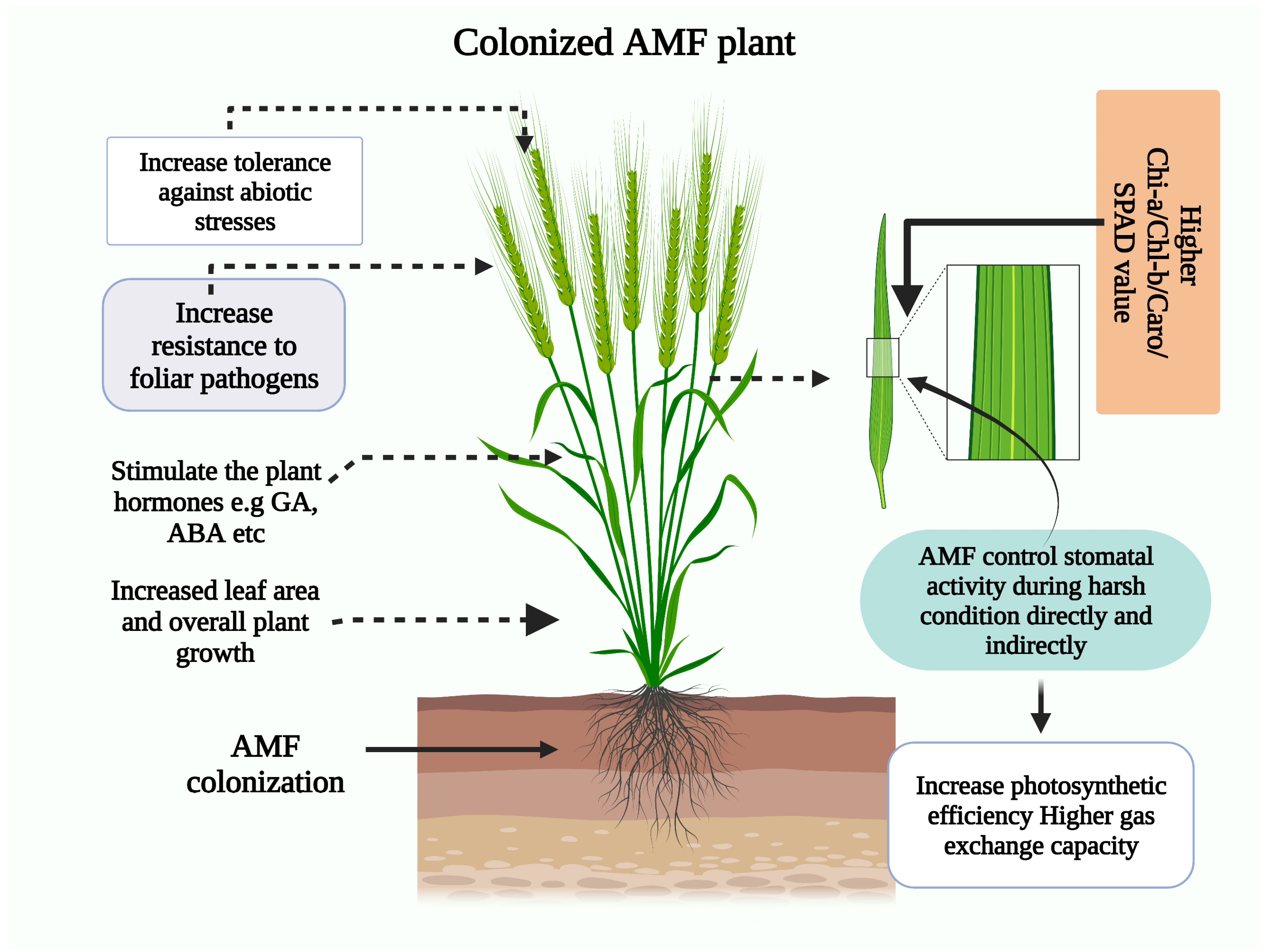 Plants 12 03102 g002