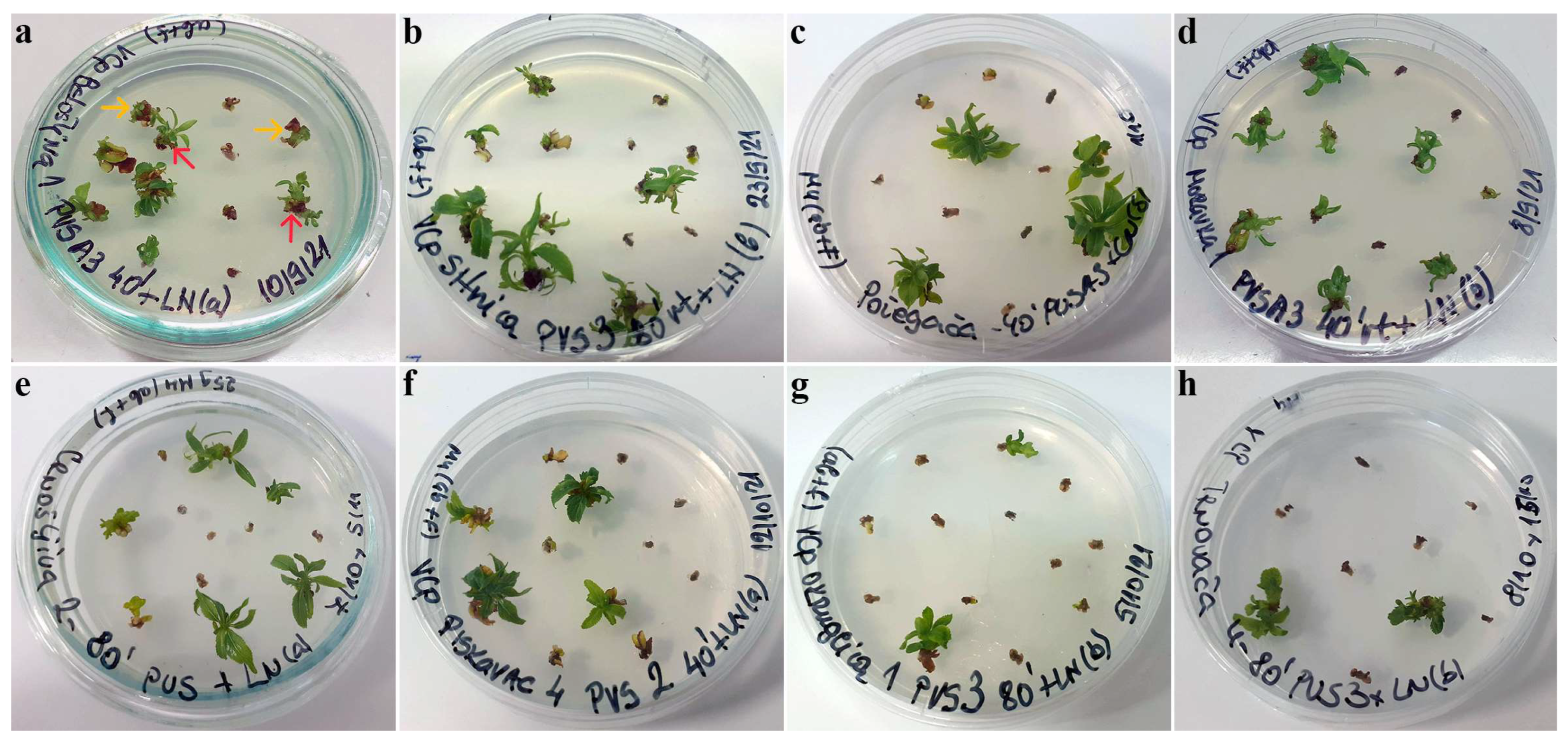 Plants 12 03108 g001 Plants 12 03108 g001