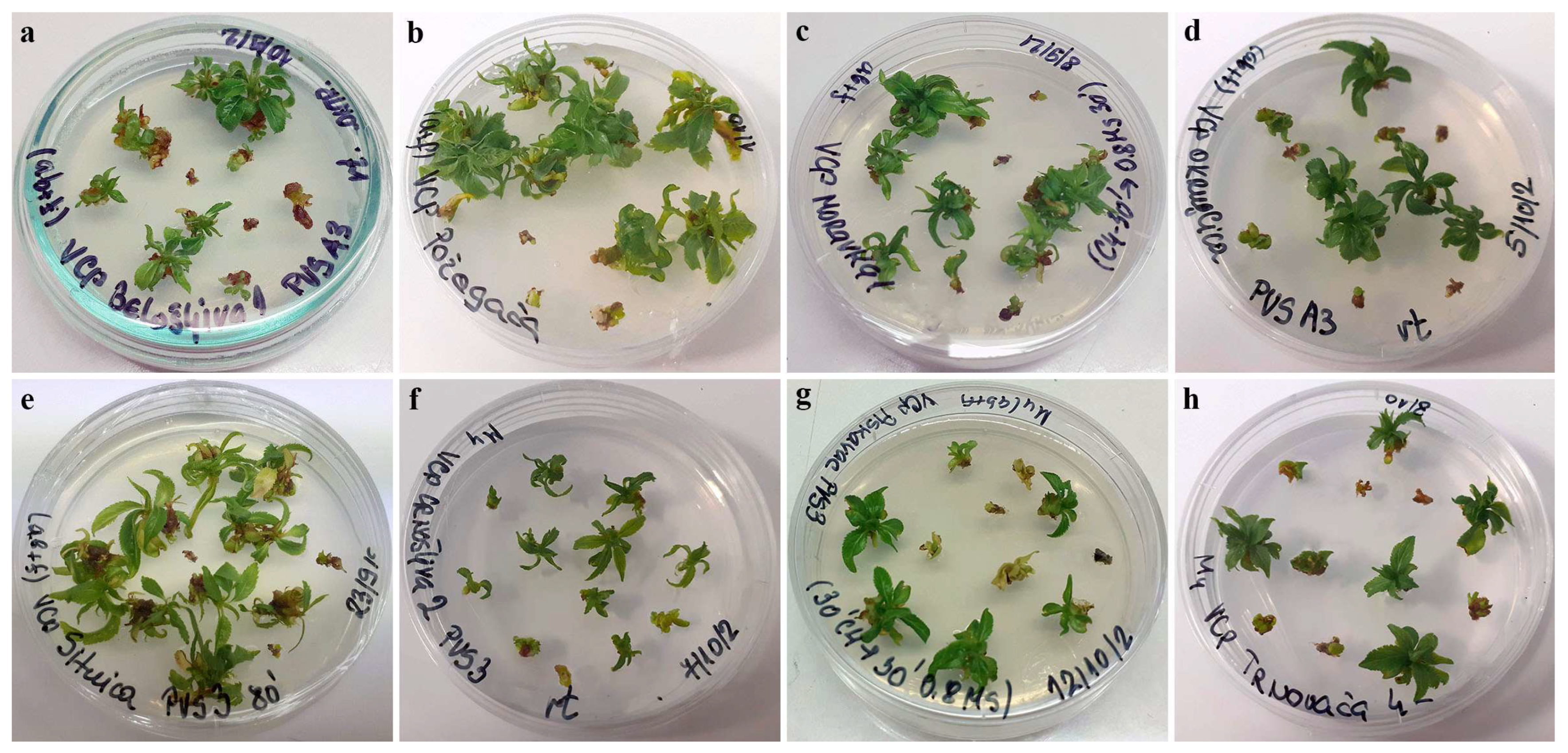 Plants 12 03108 g003 Plants 12 03108 g003