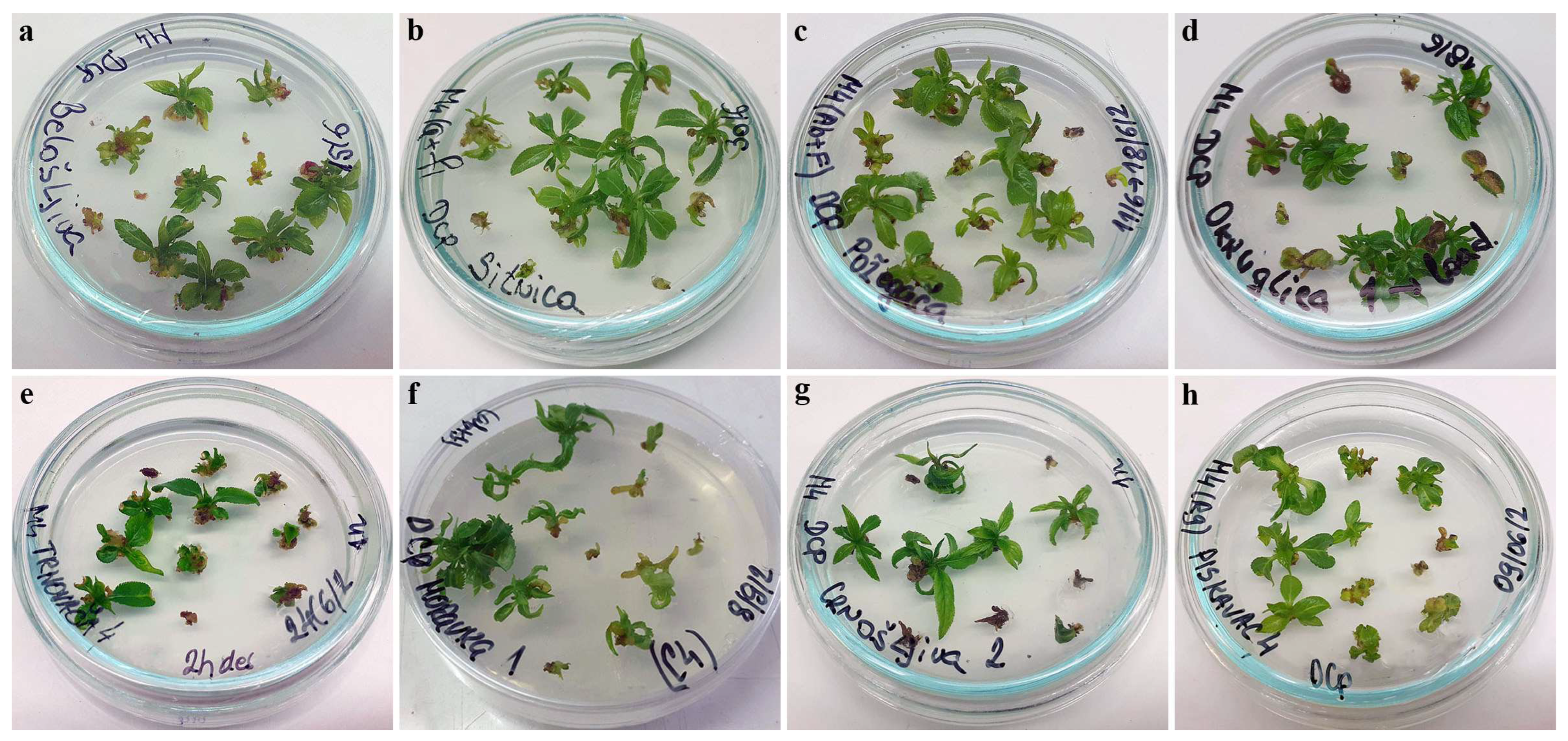 Plants 12 03108 g004 Plants 12 03108 g004