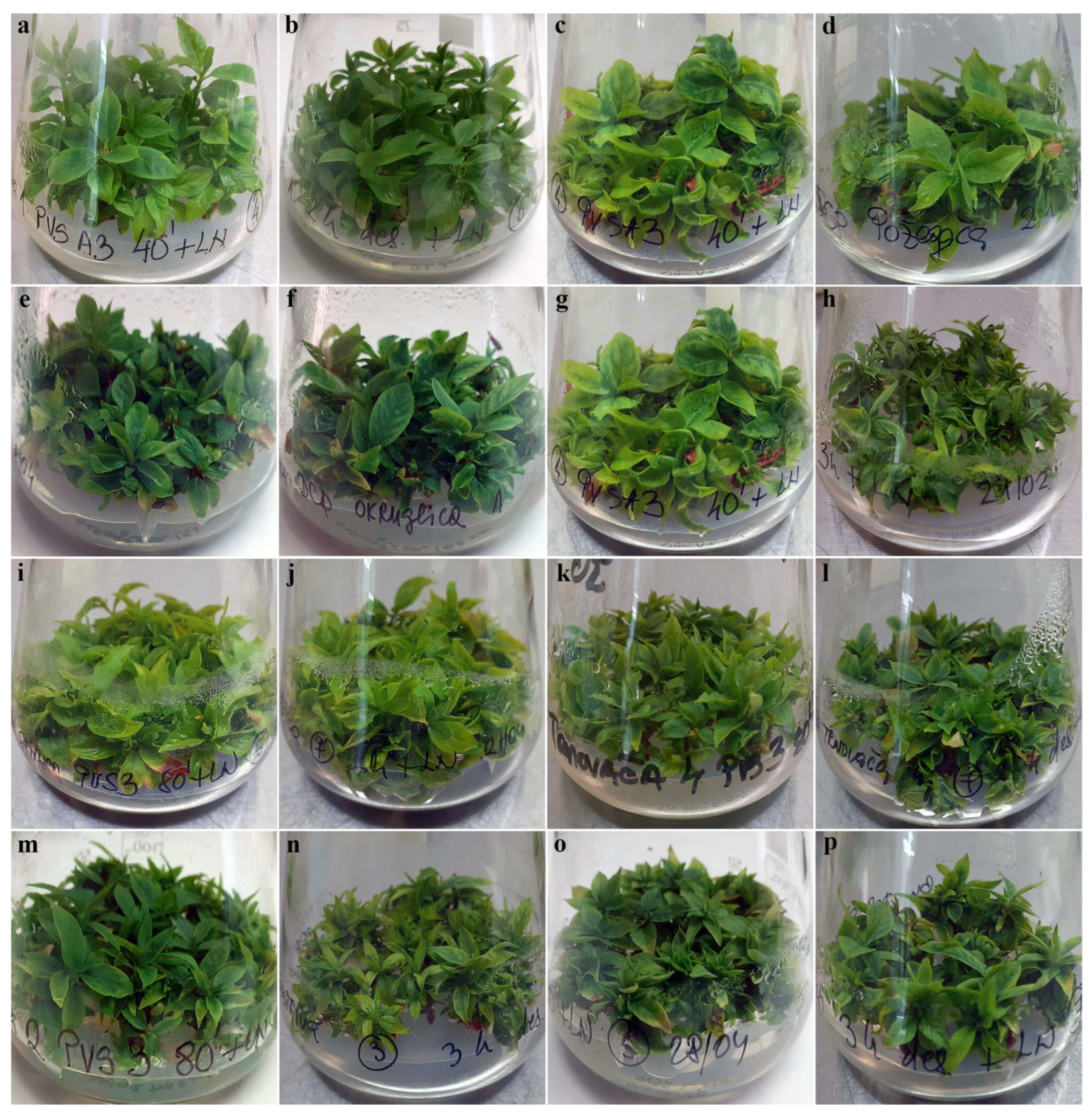 Plants 12 03108 g005 Plants 12 03108 g005