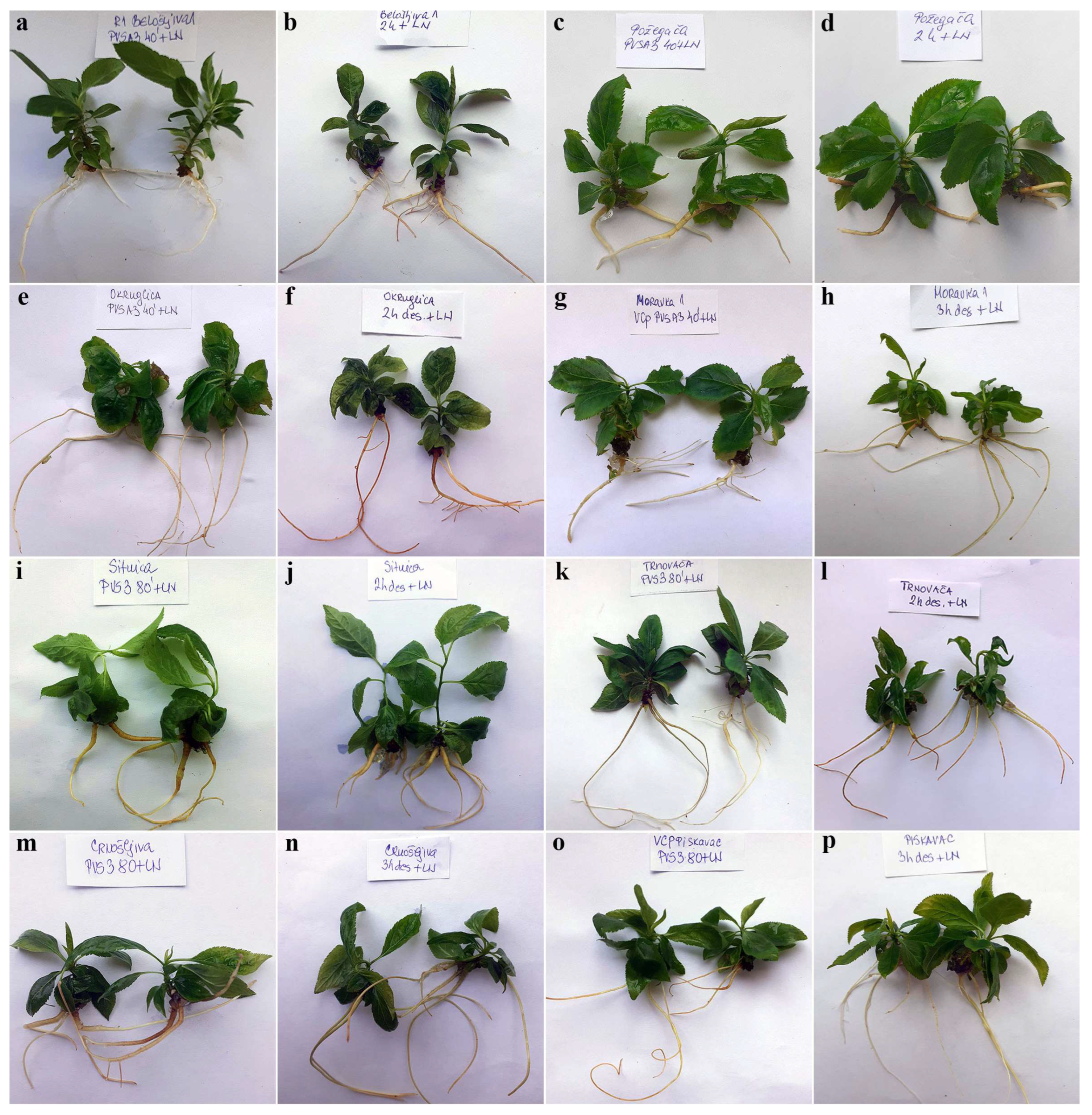 Plants 12 03108 g006 Plants 12 03108 g006