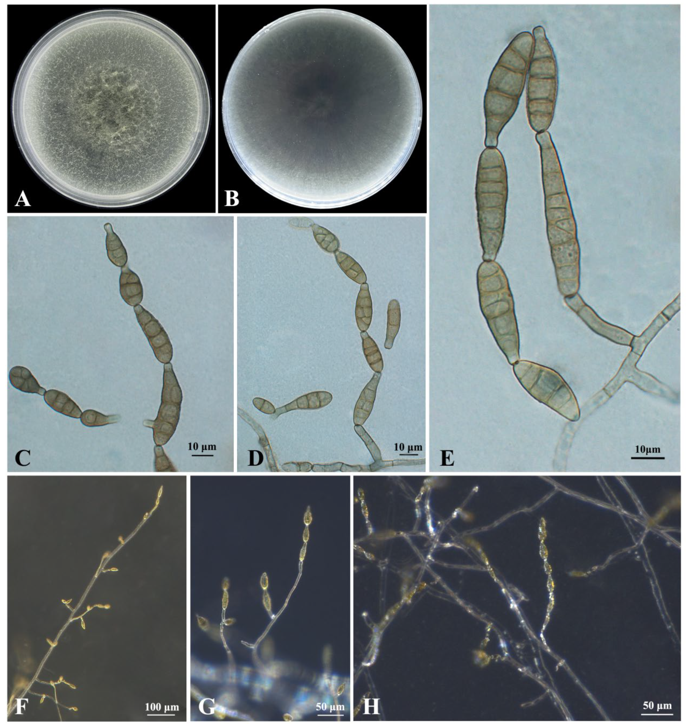 Plants 12 03113 g005