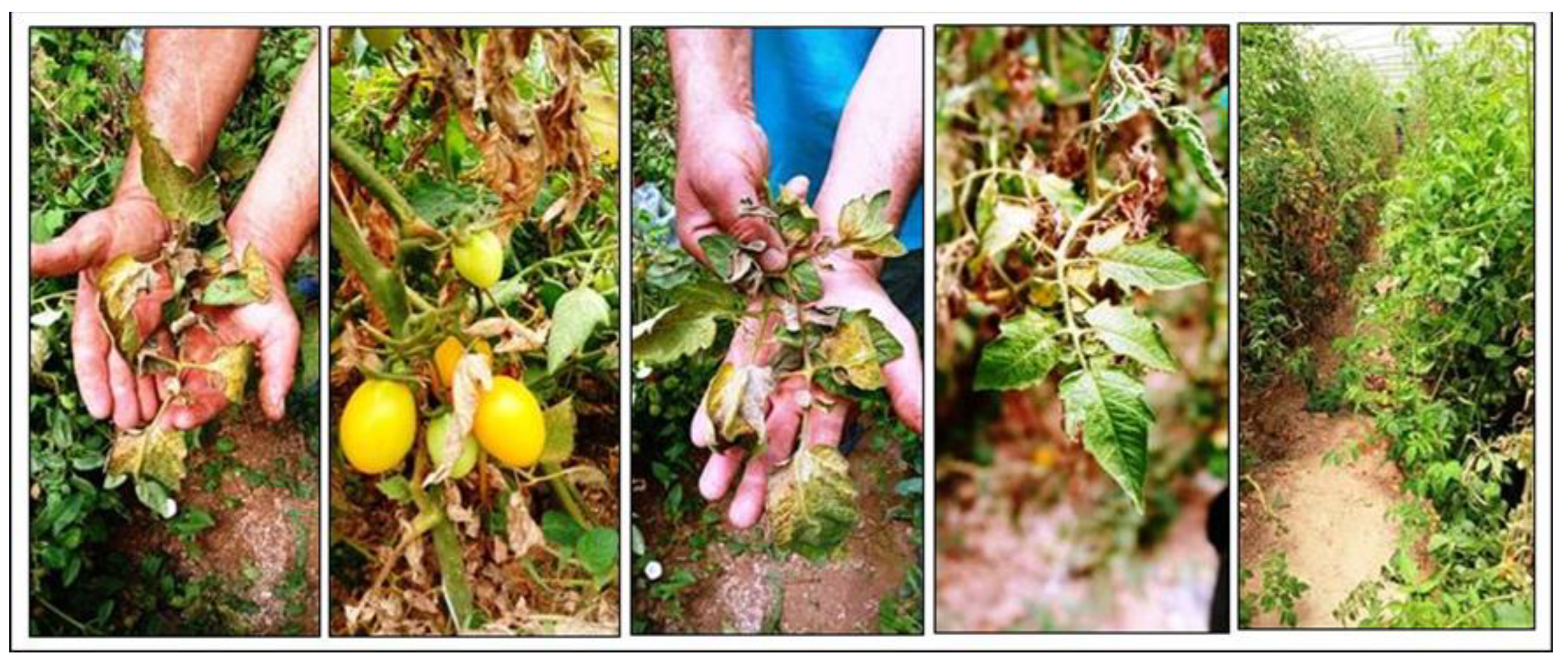 Plants 12 03117 g009