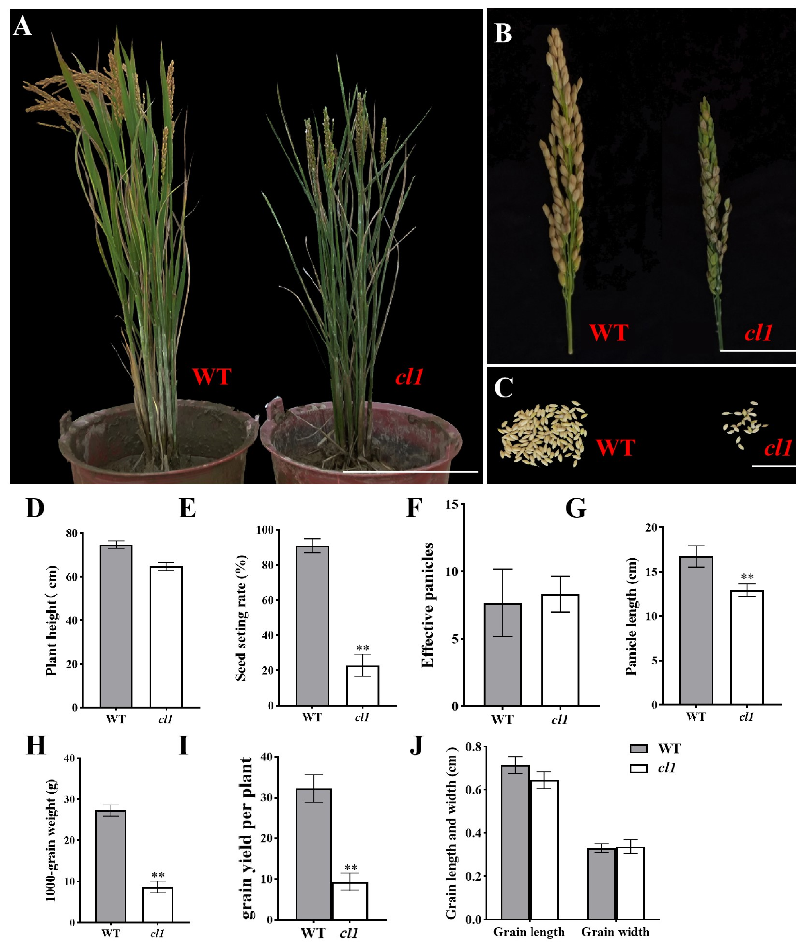 Plants 12 03127 g002